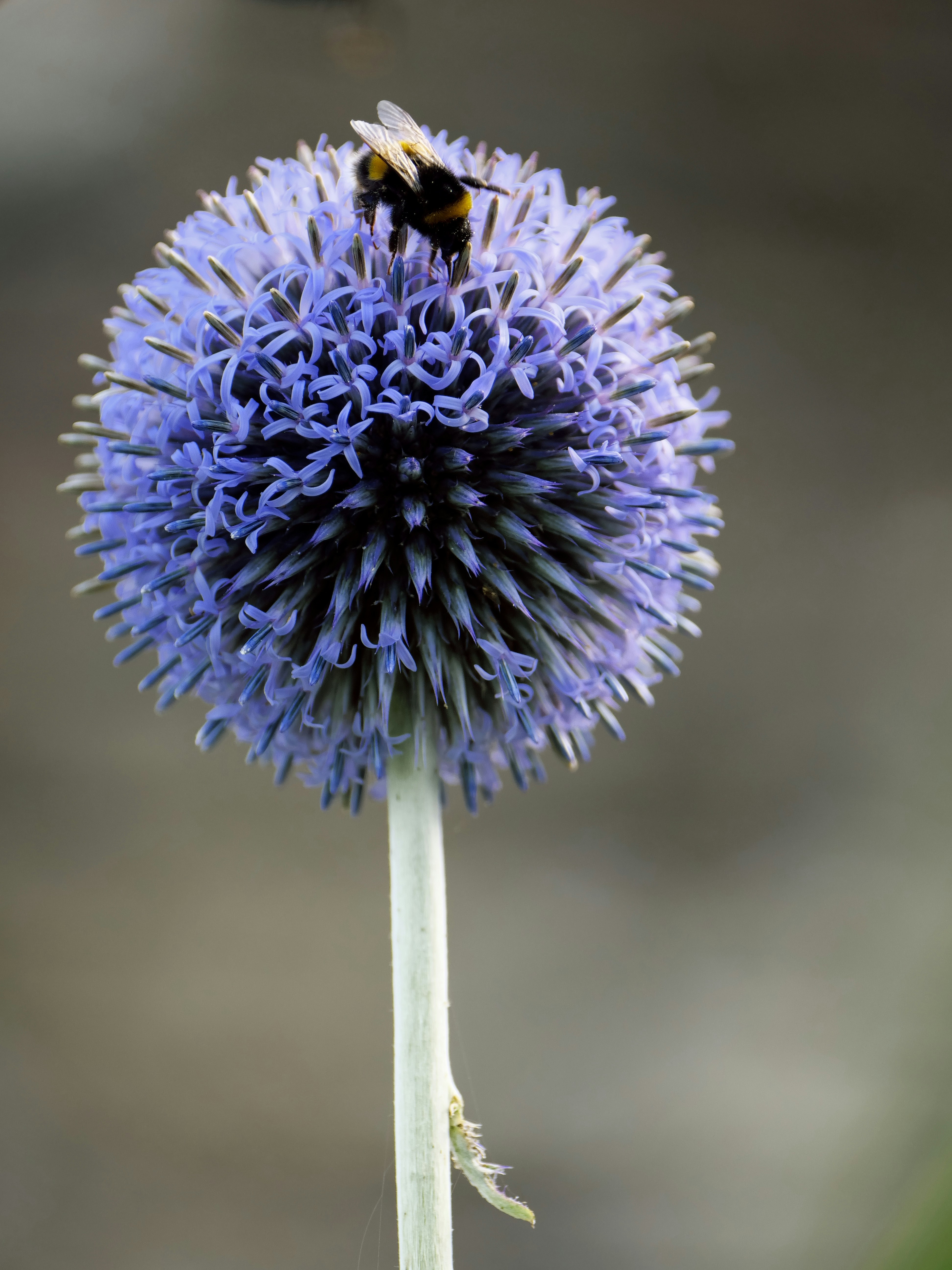 Photo by balmy_sunset