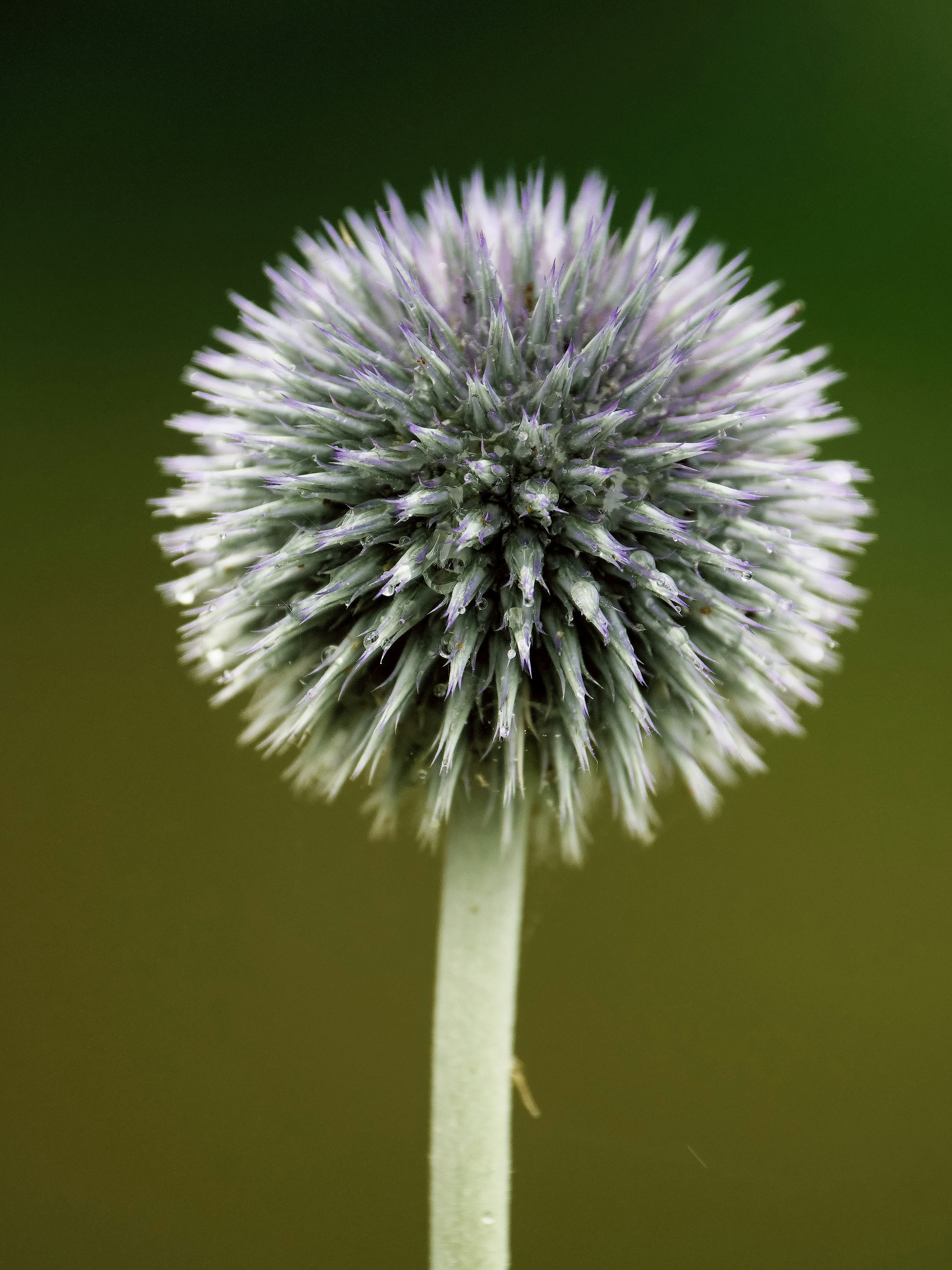 Photo by balmy_sunset