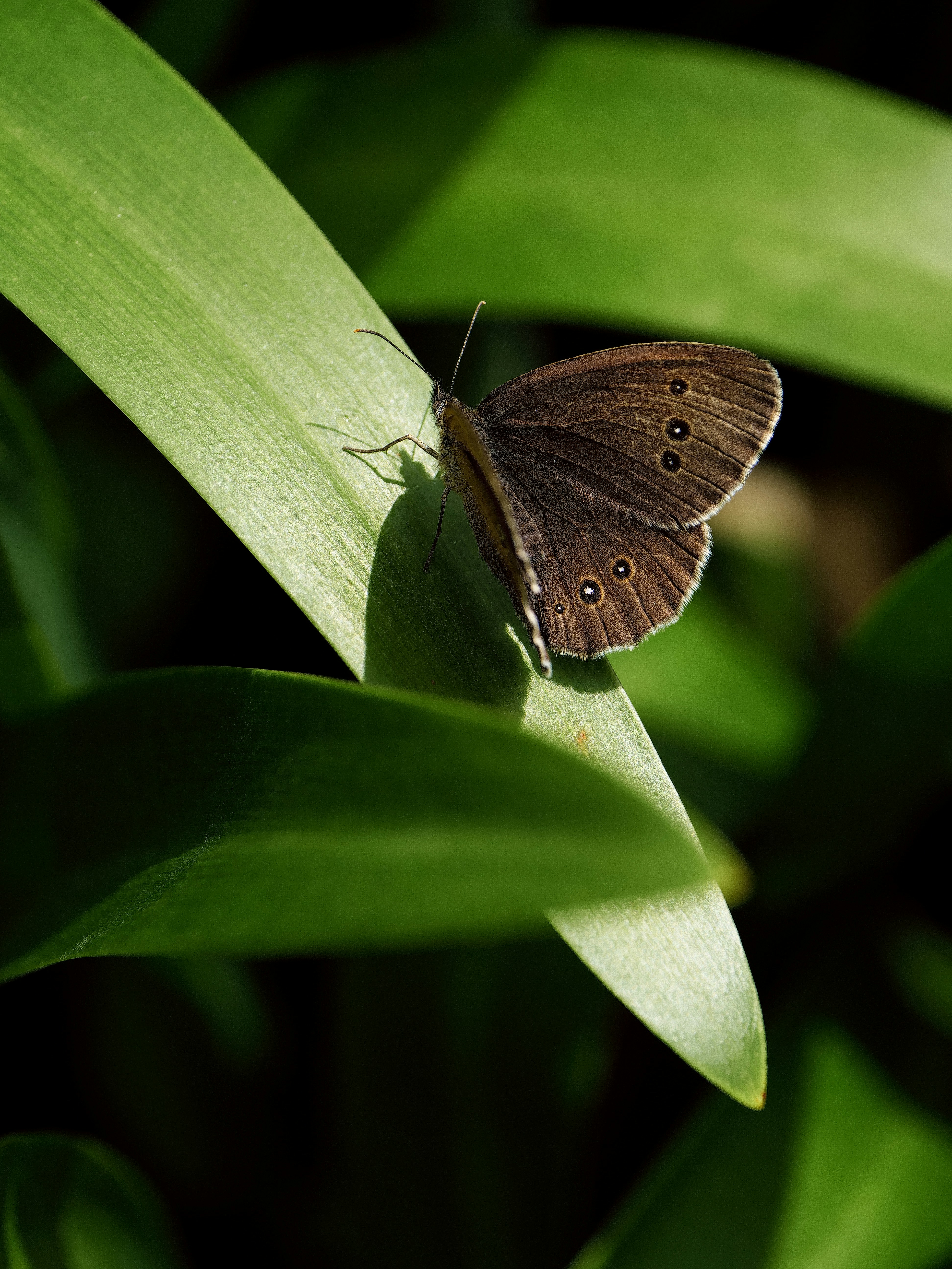 Photo by balmy_sunset