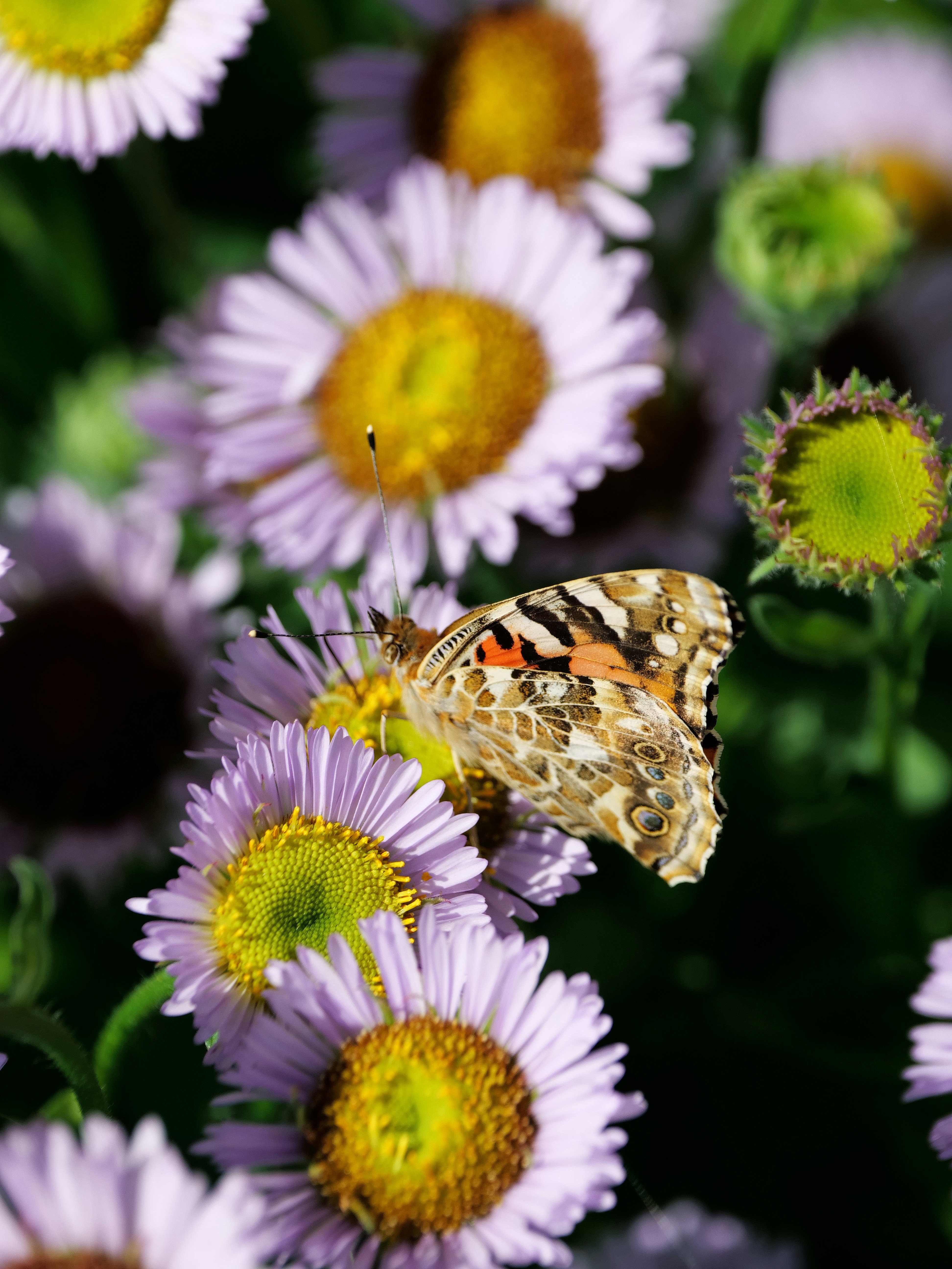 Photo by balmy_sunset