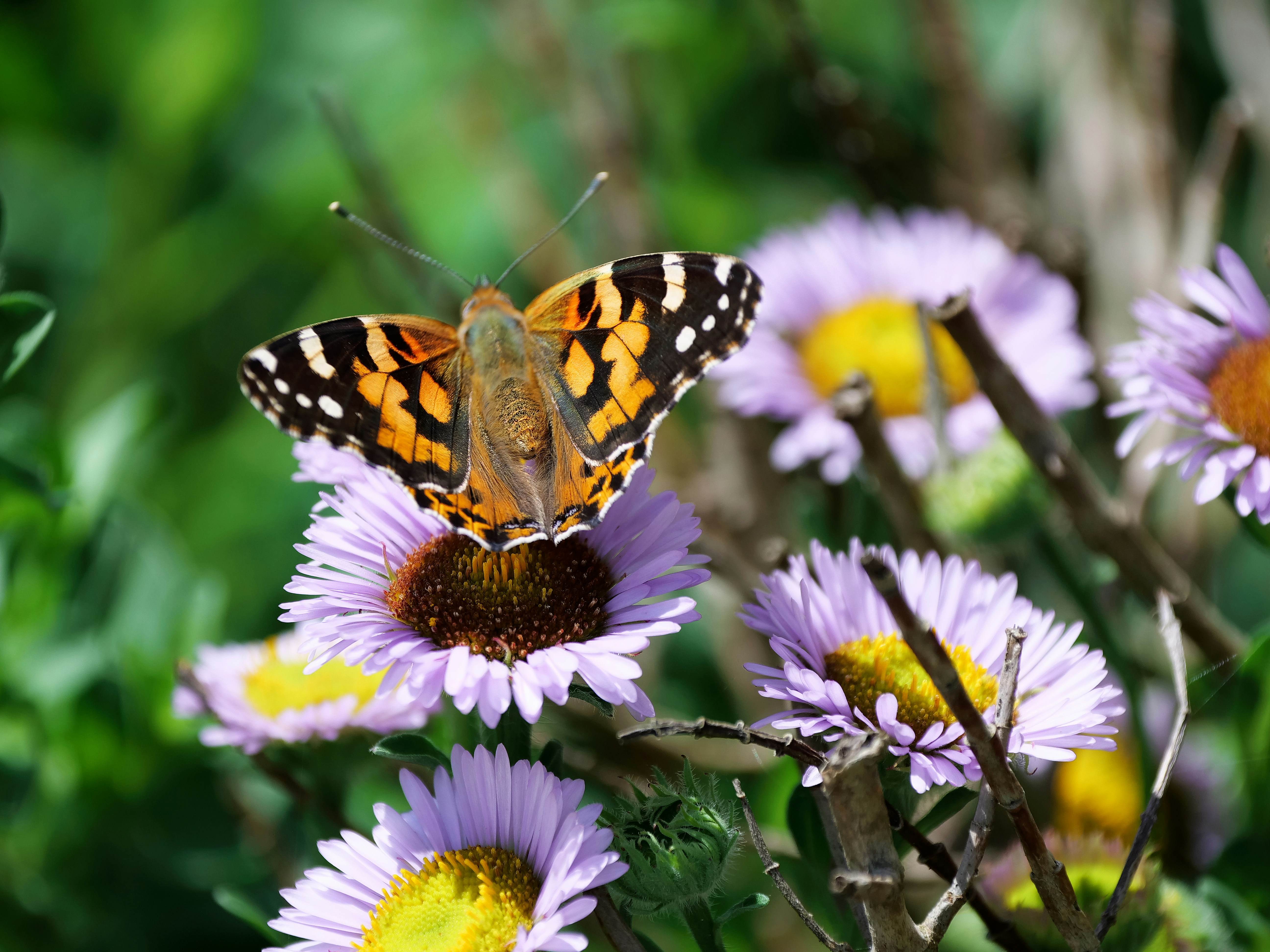 Photo by balmy_sunset