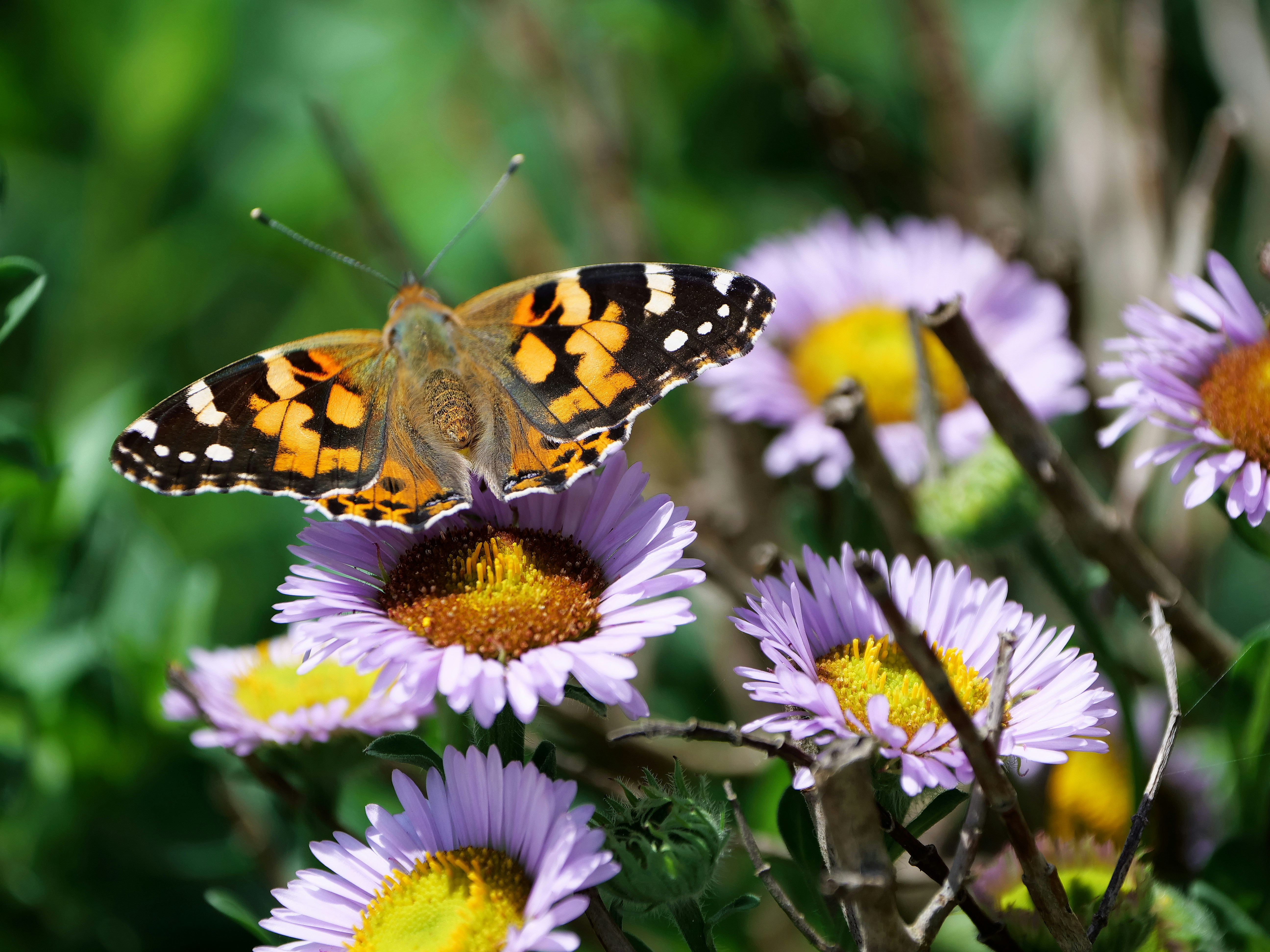 Photo by balmy_sunset