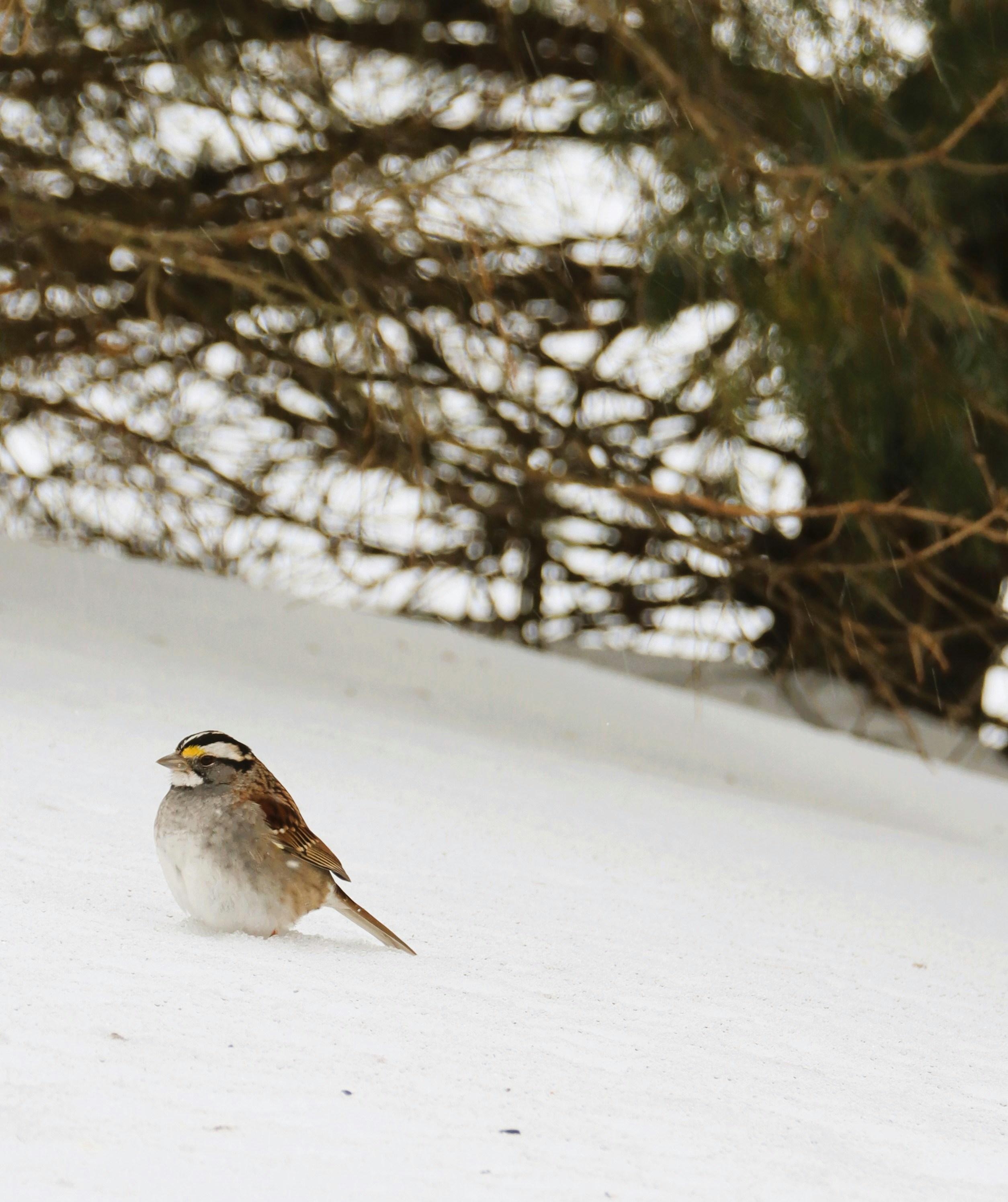 A small bird stands in the snow.