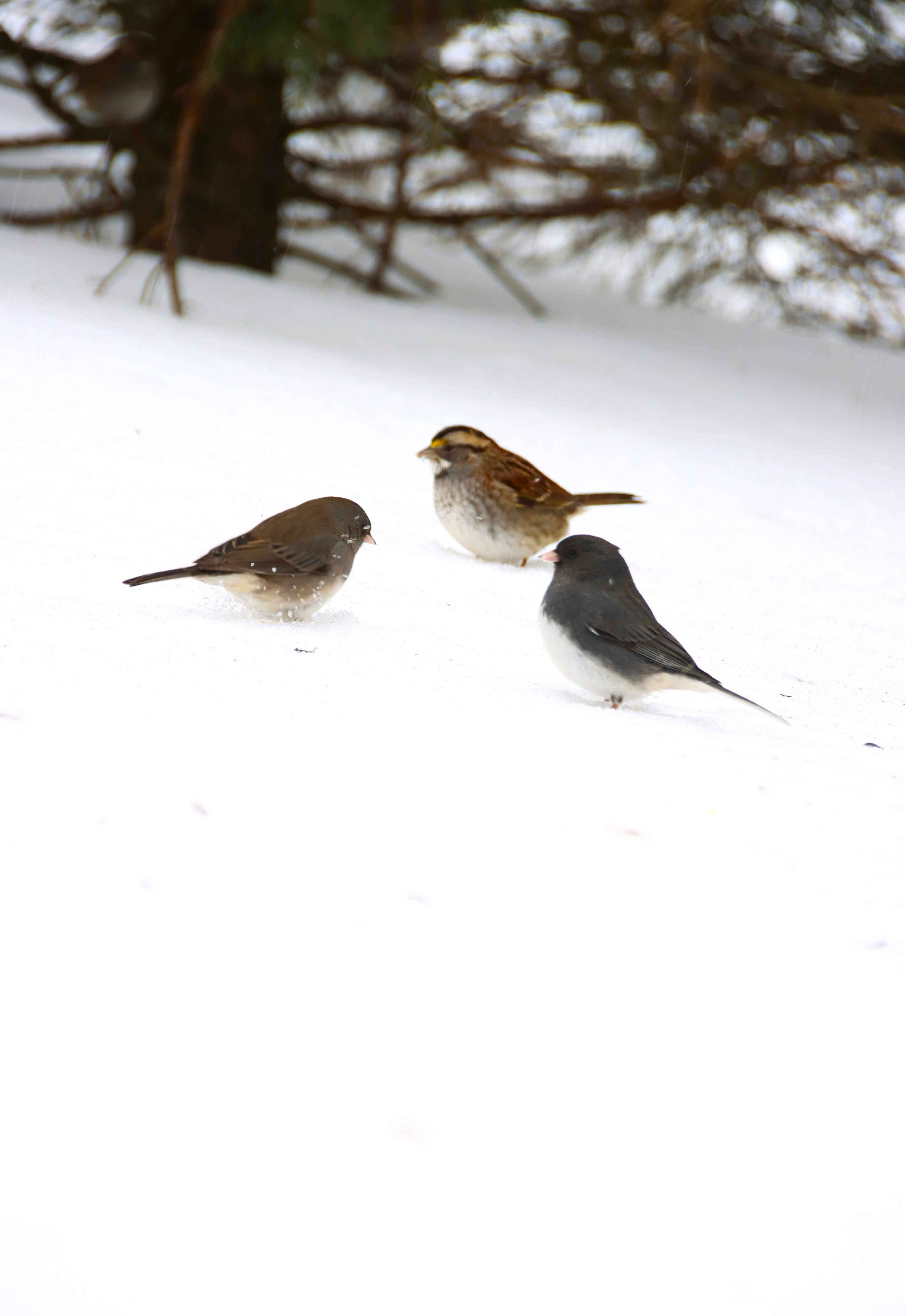 Three small birds stand in the snow.