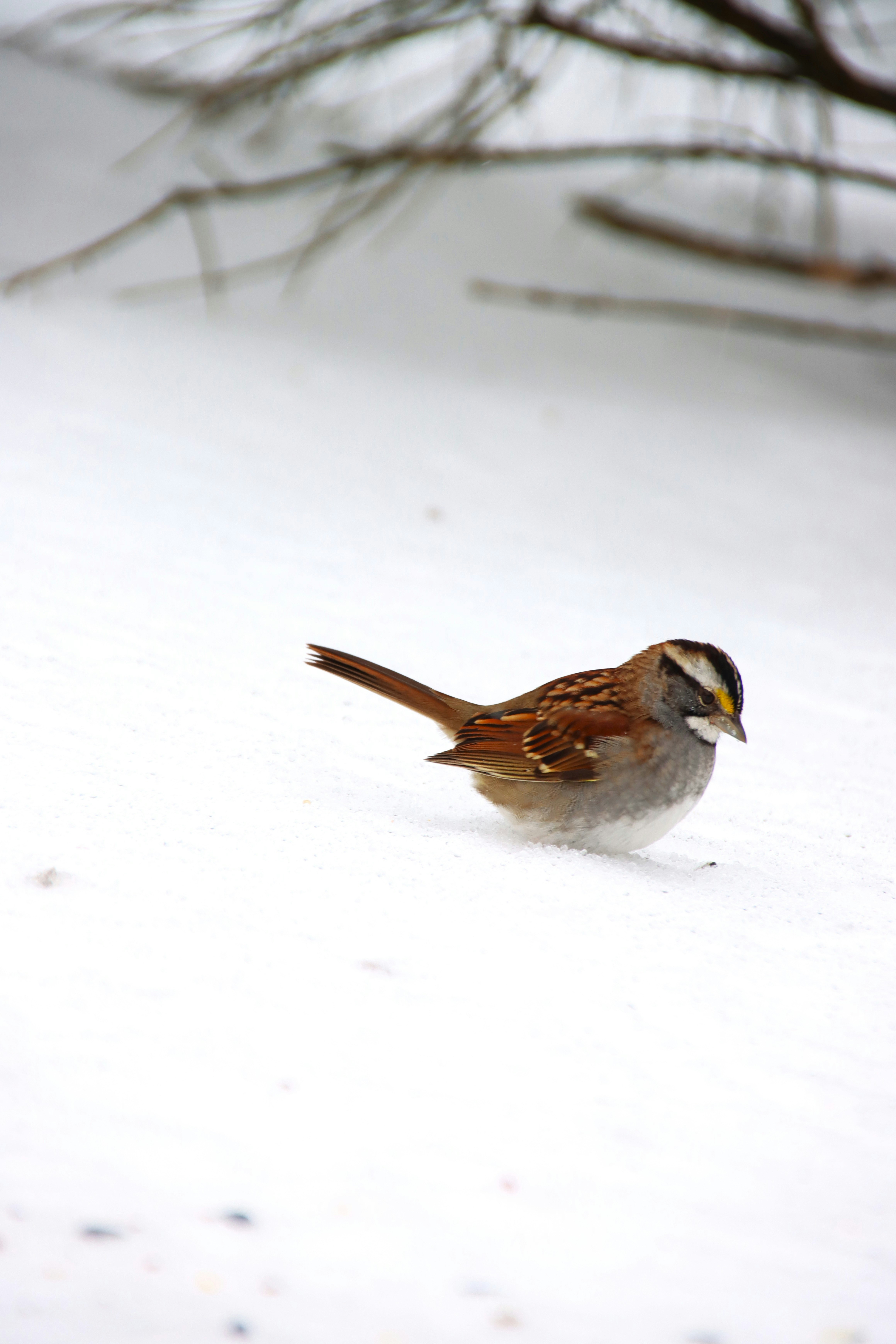 A small bird stands in the snow.