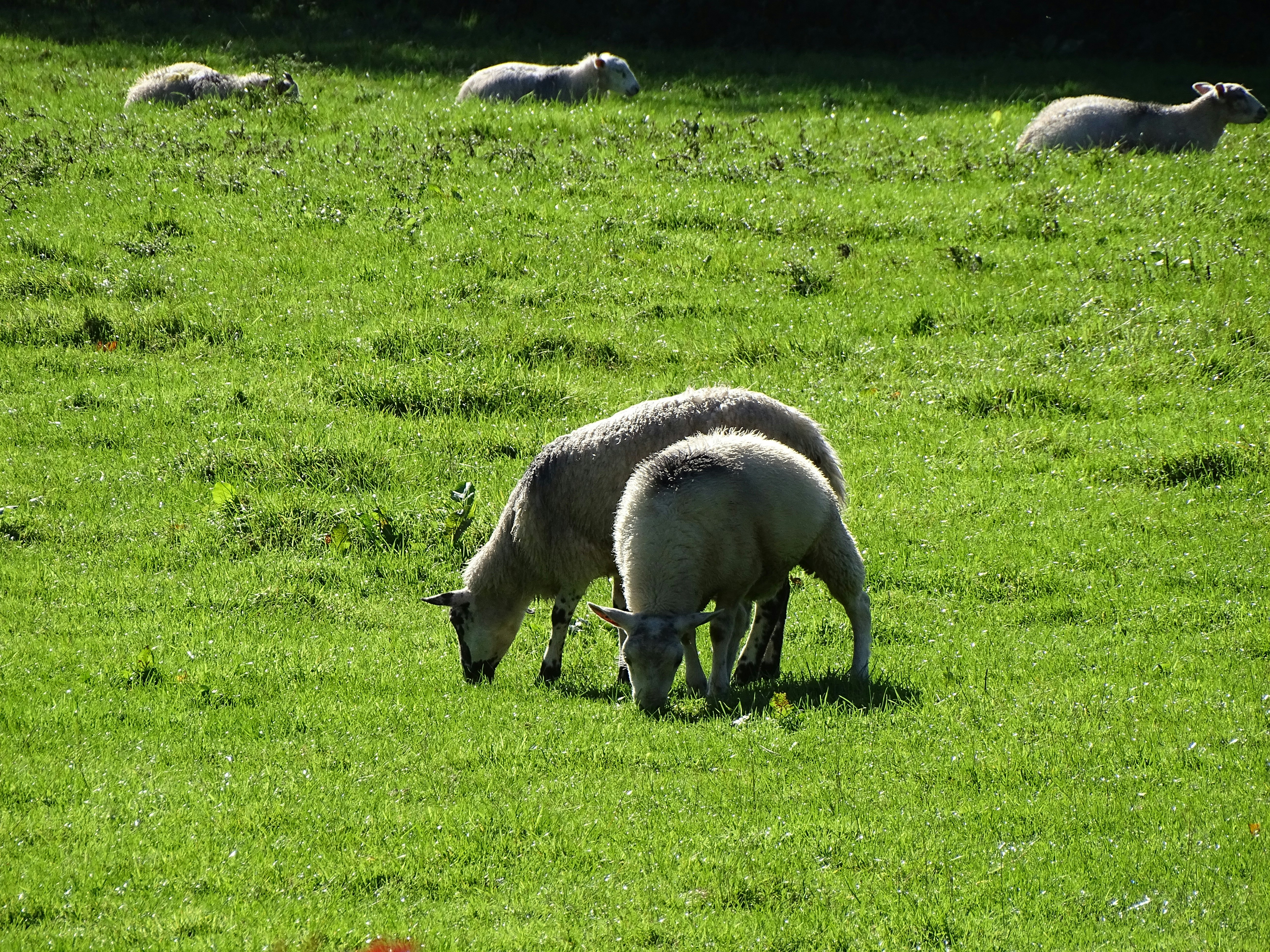 Photo by stevengbrown