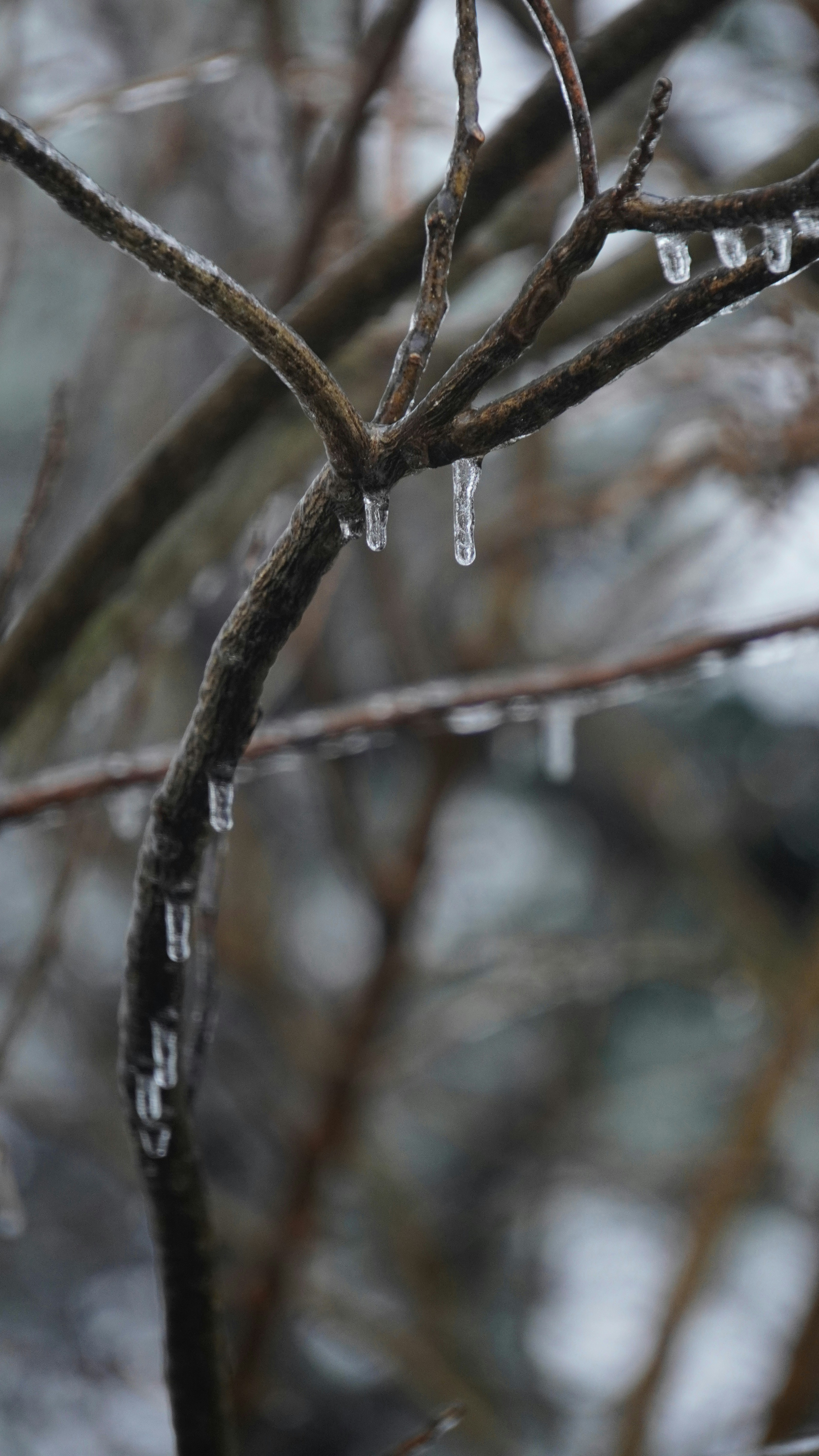 Close-up of icy branches on a cold winter day.