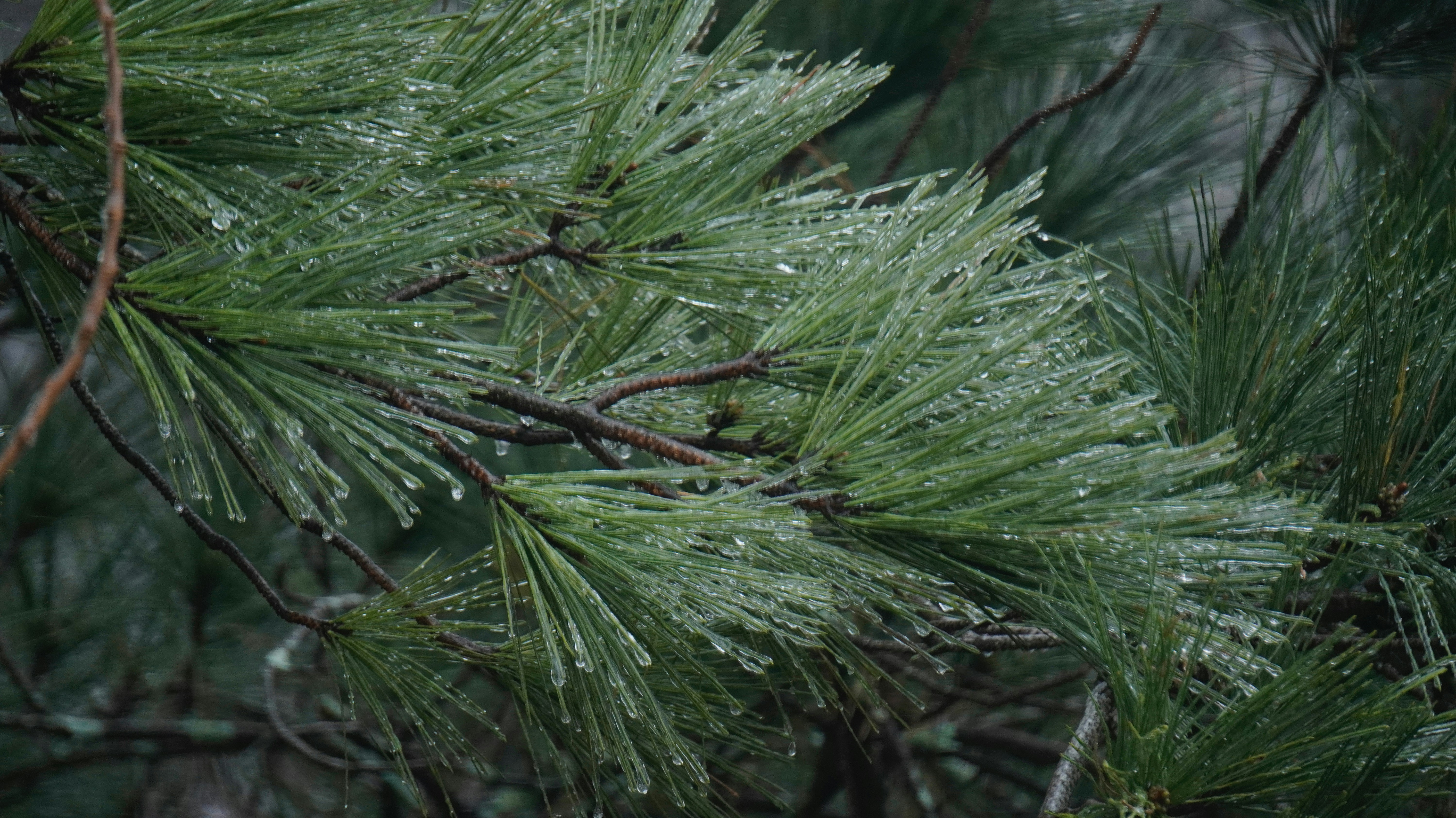 Pine needles covered in ice and water droplets.