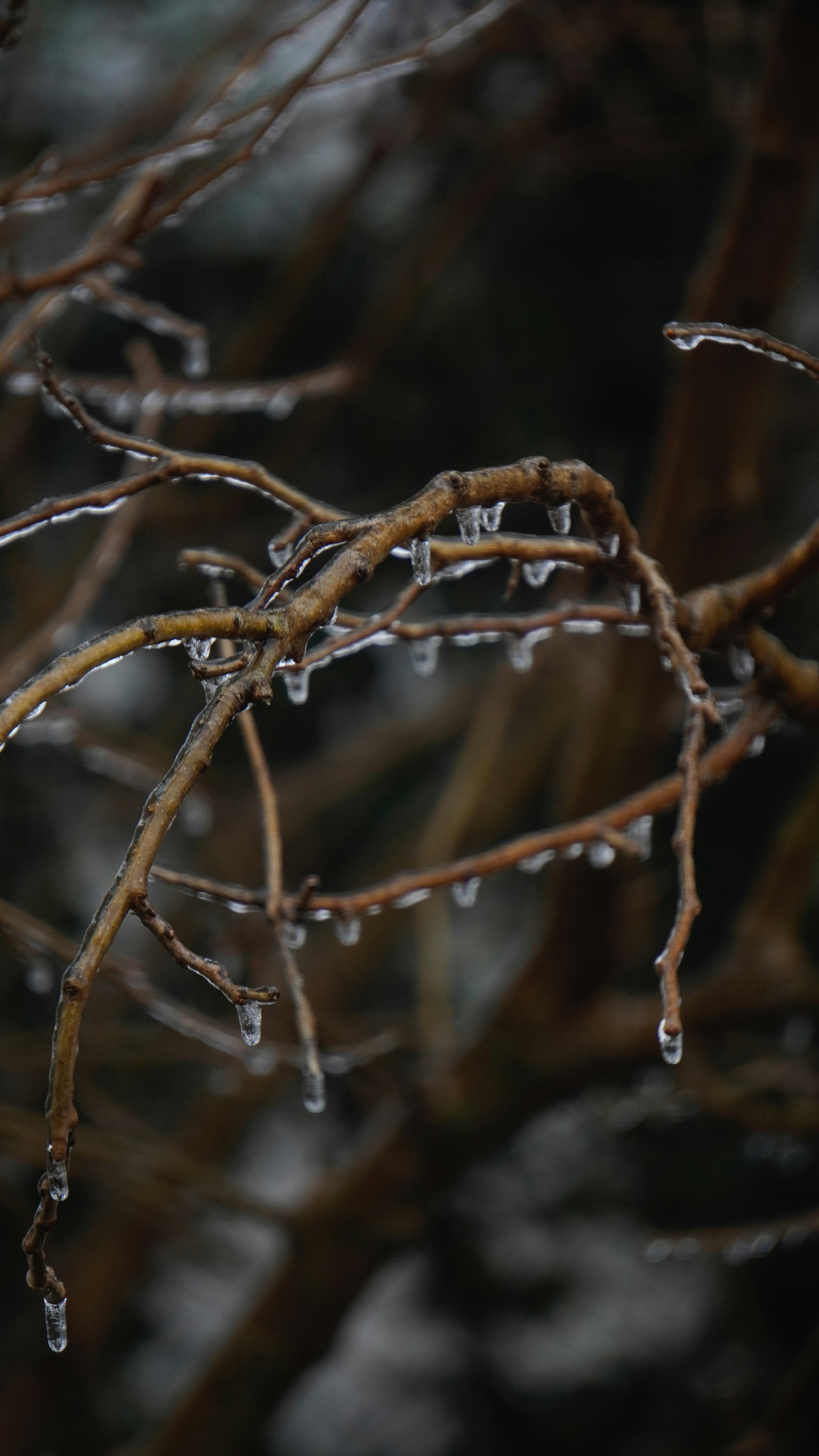 Tree branches coated in ice in winter