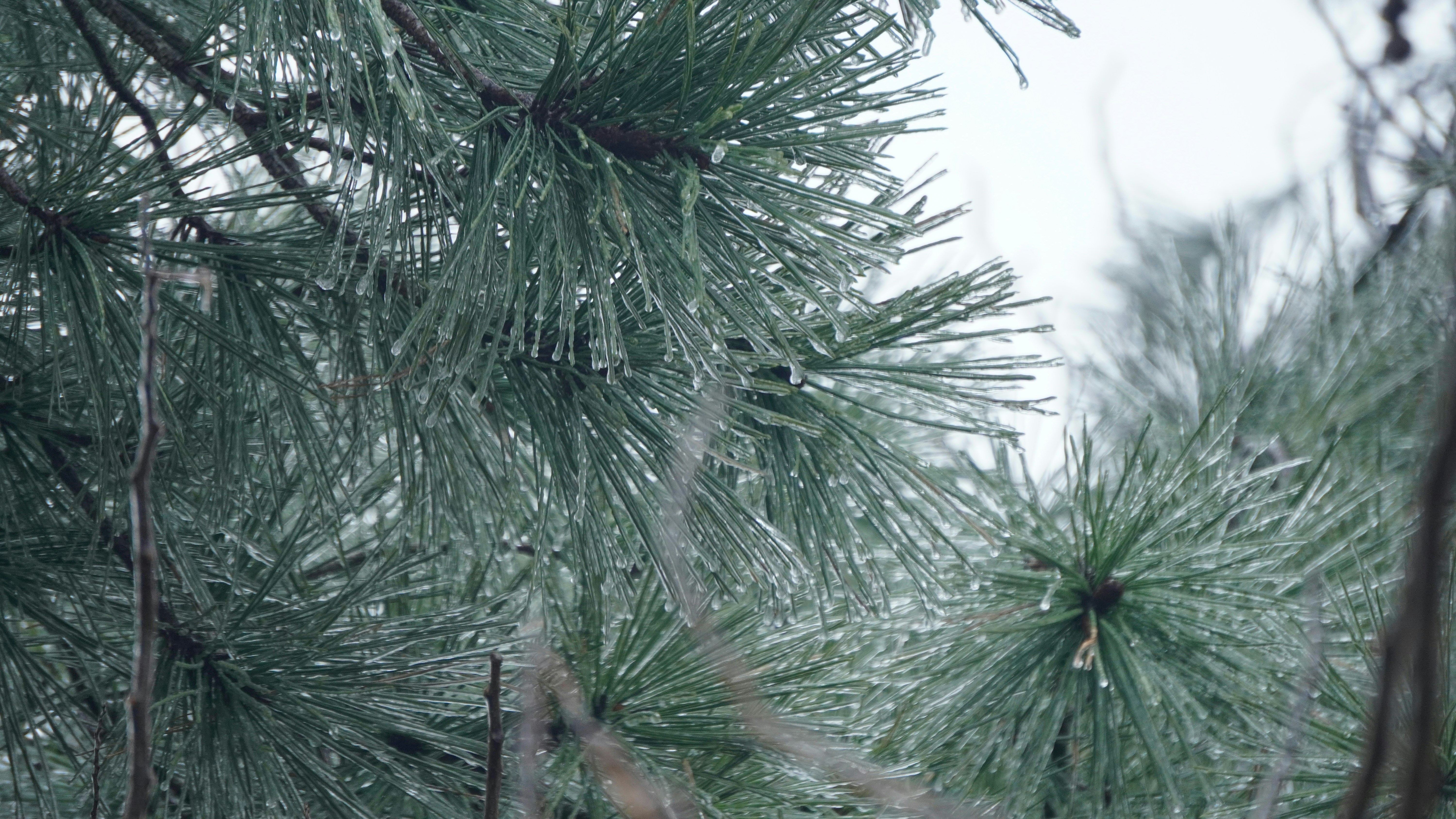 Pine needles covered in ice on a winter day