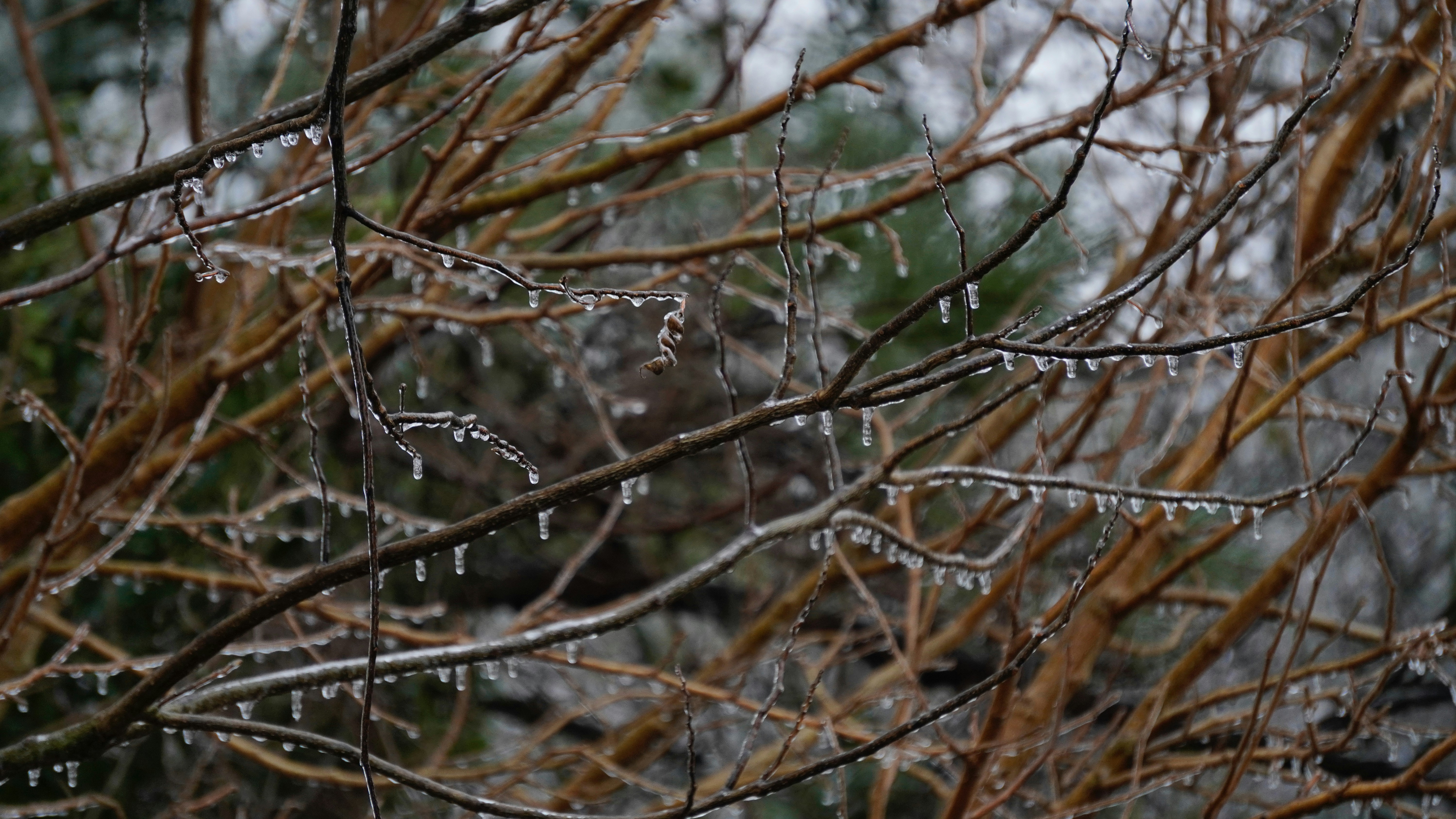Tree branches covered in glistening ice after a storm.