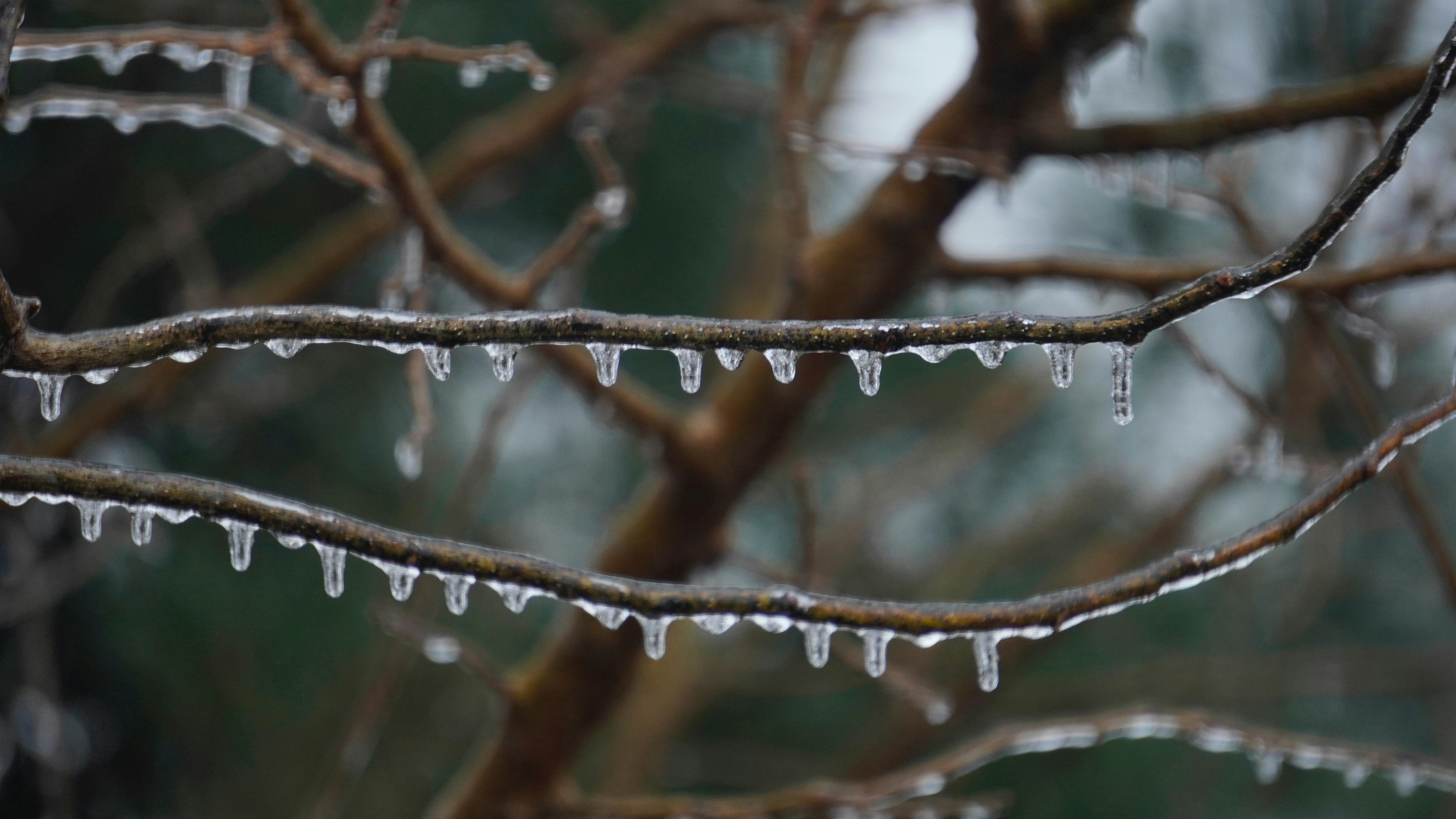 Icicles hanging from bare tree branches in winter