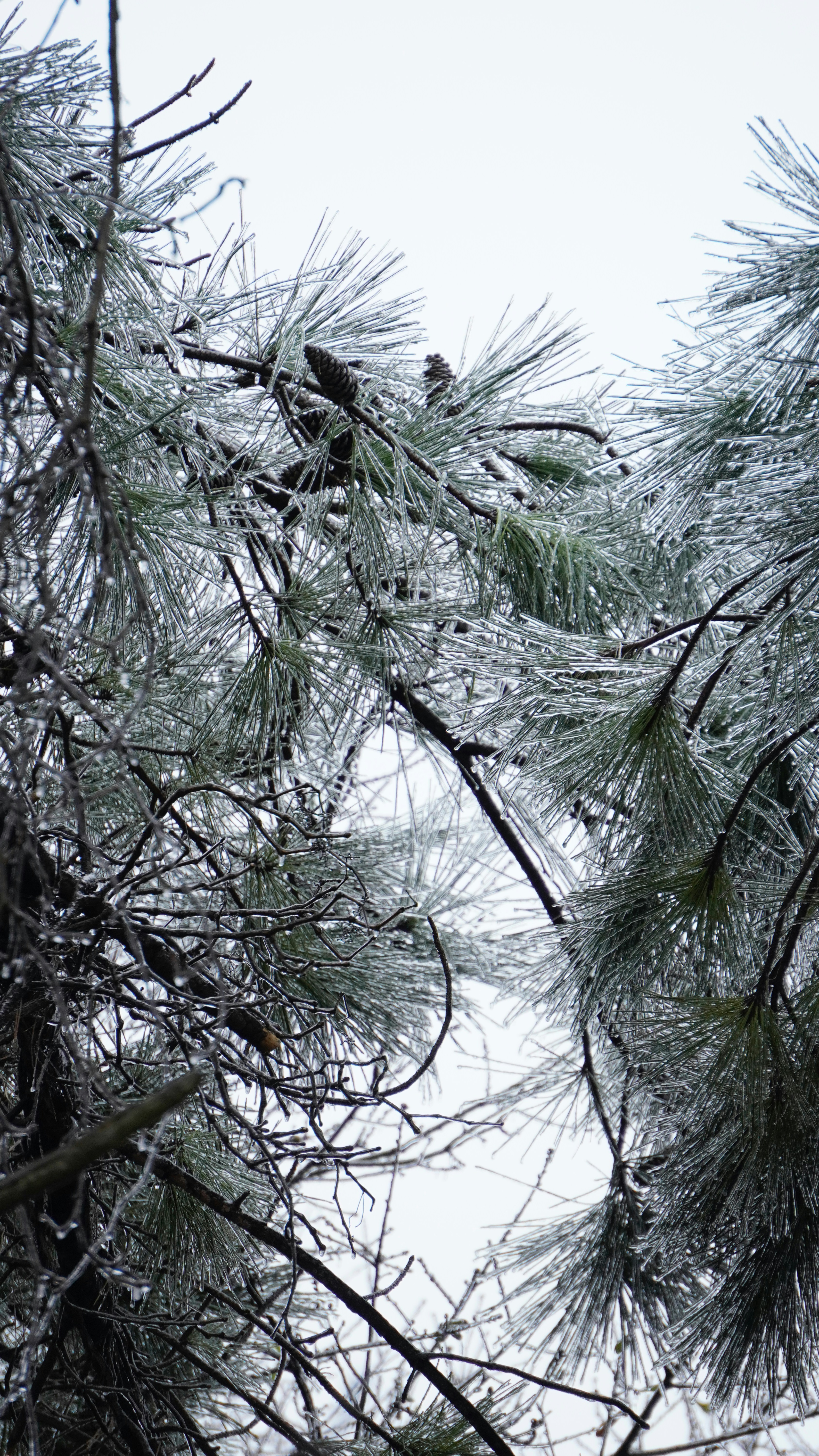 Pine branches covered in ice with pinecones.