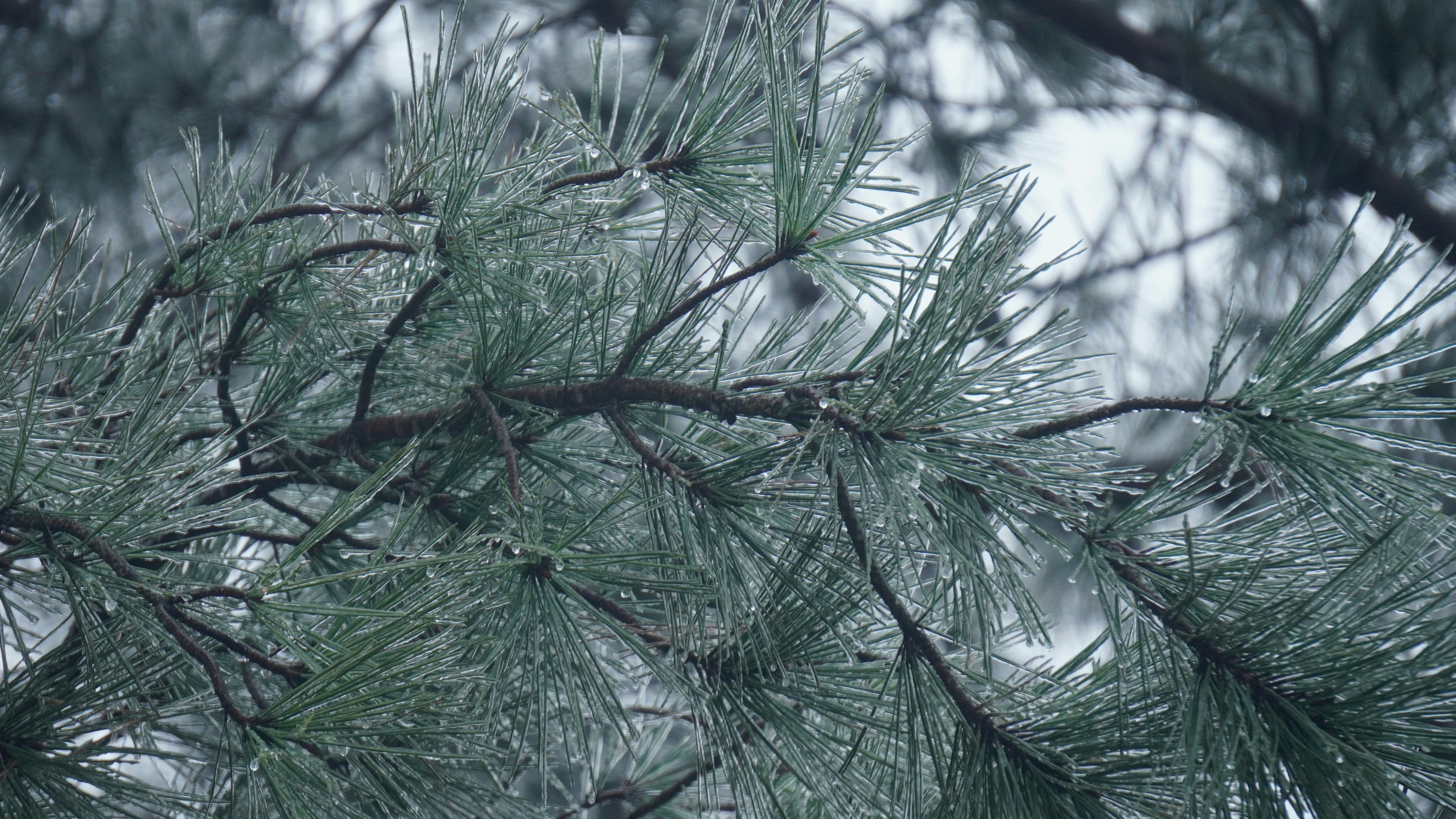 Pine needles covered in frost on a cold day.