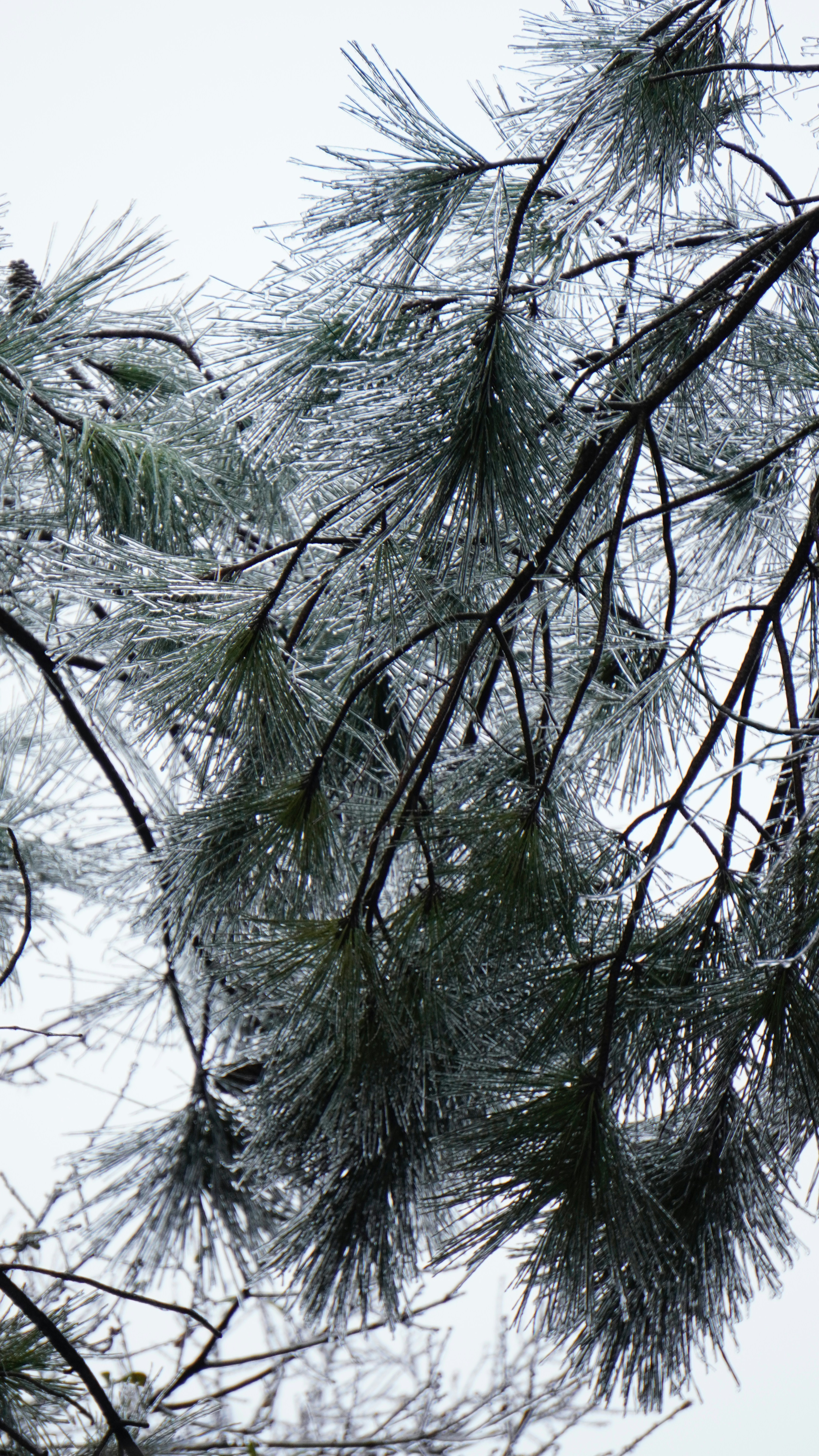 Pine needles covered in ice against a white sky.