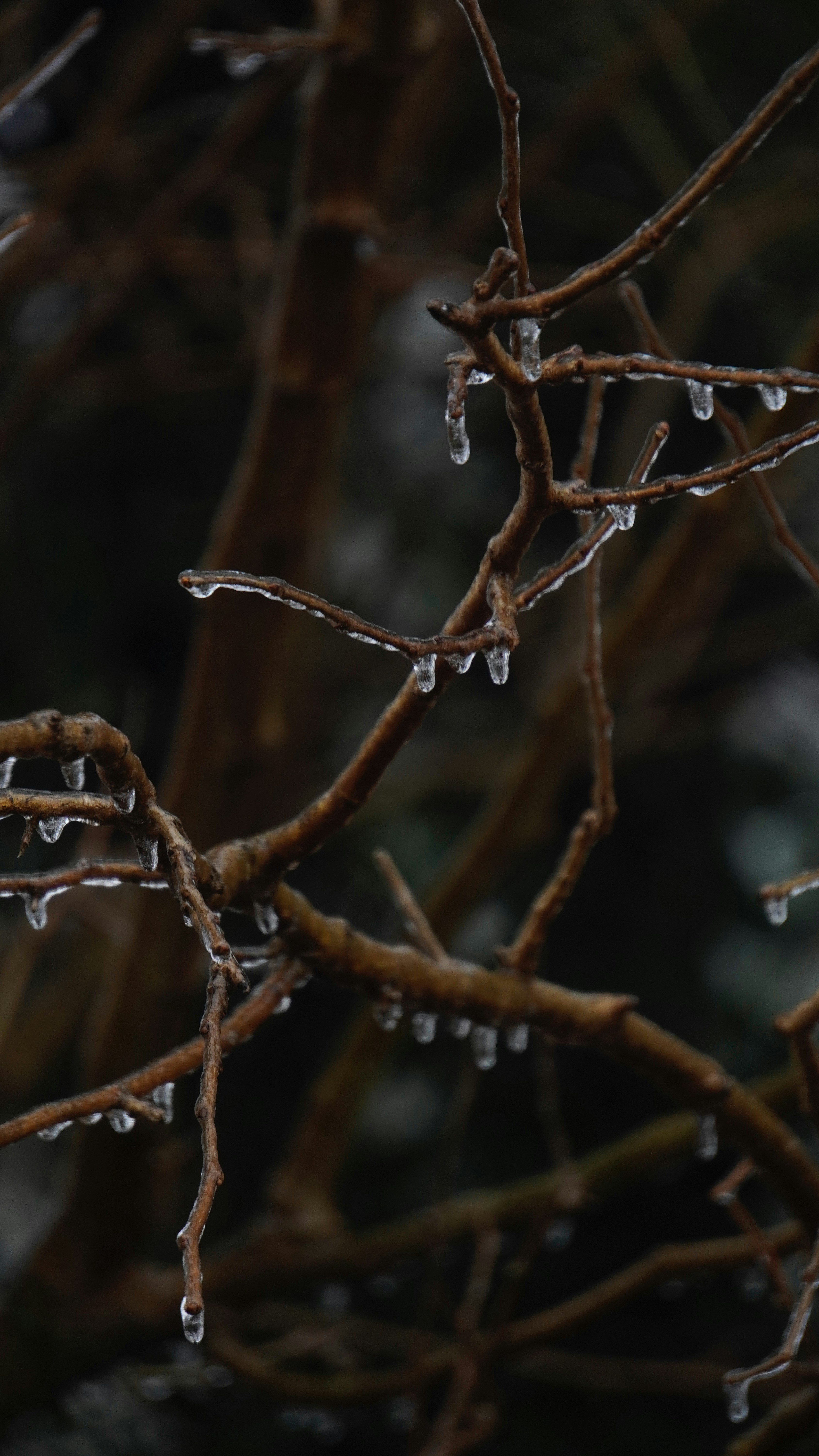 Tree branches covered in ice droplets