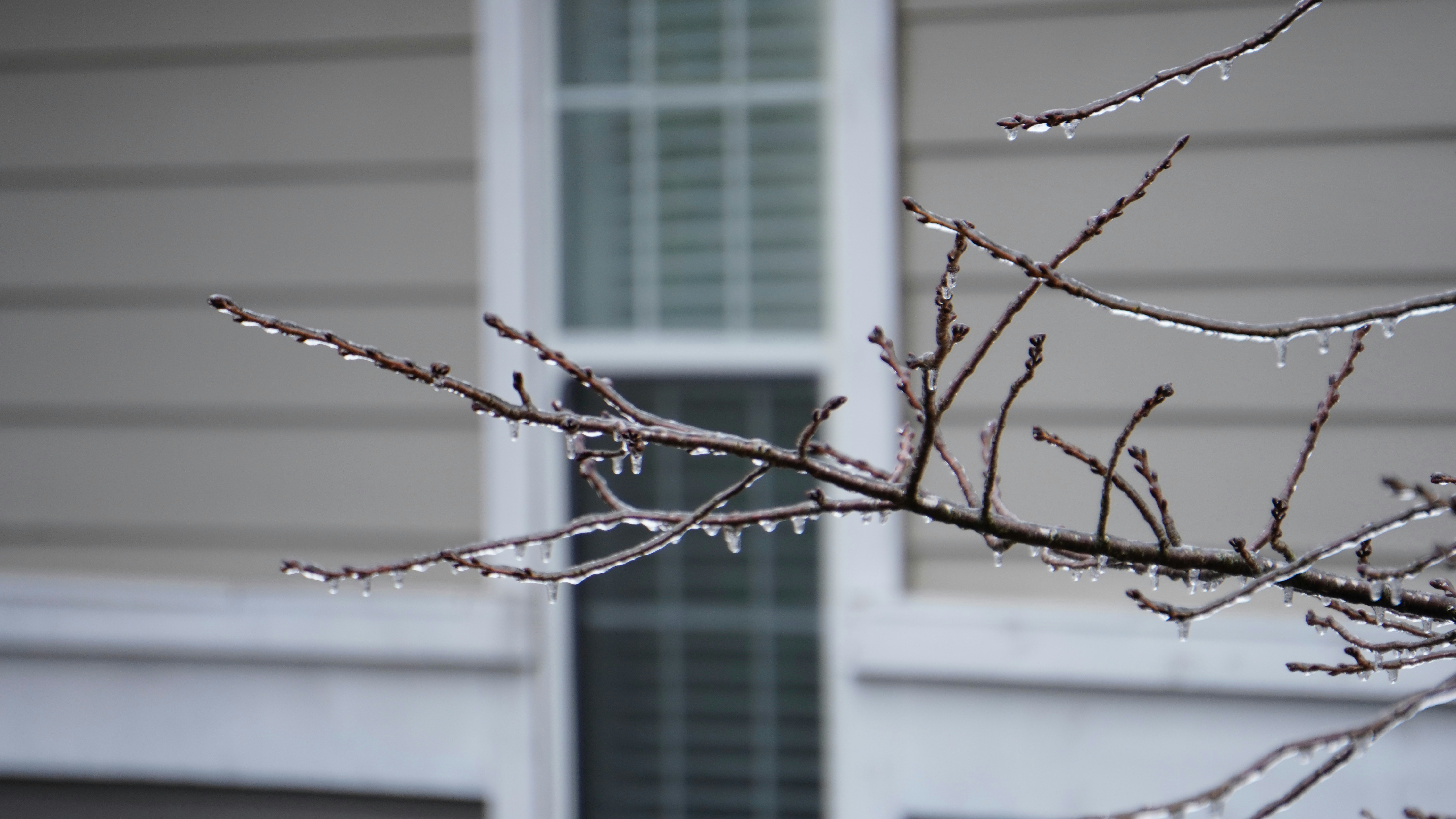 A small bird perched on an icy tree branch.