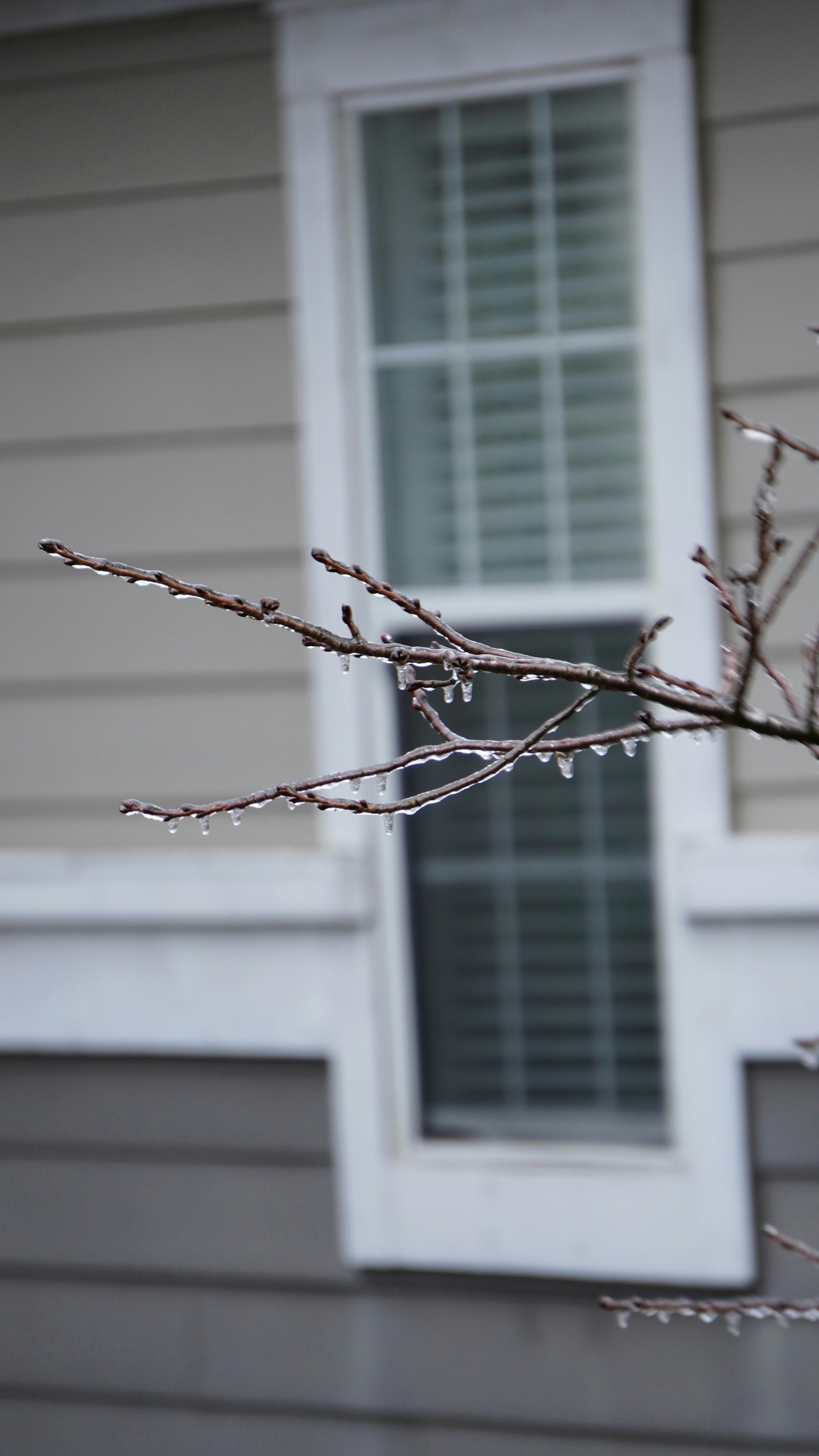 Icy tree branches in front of a window.