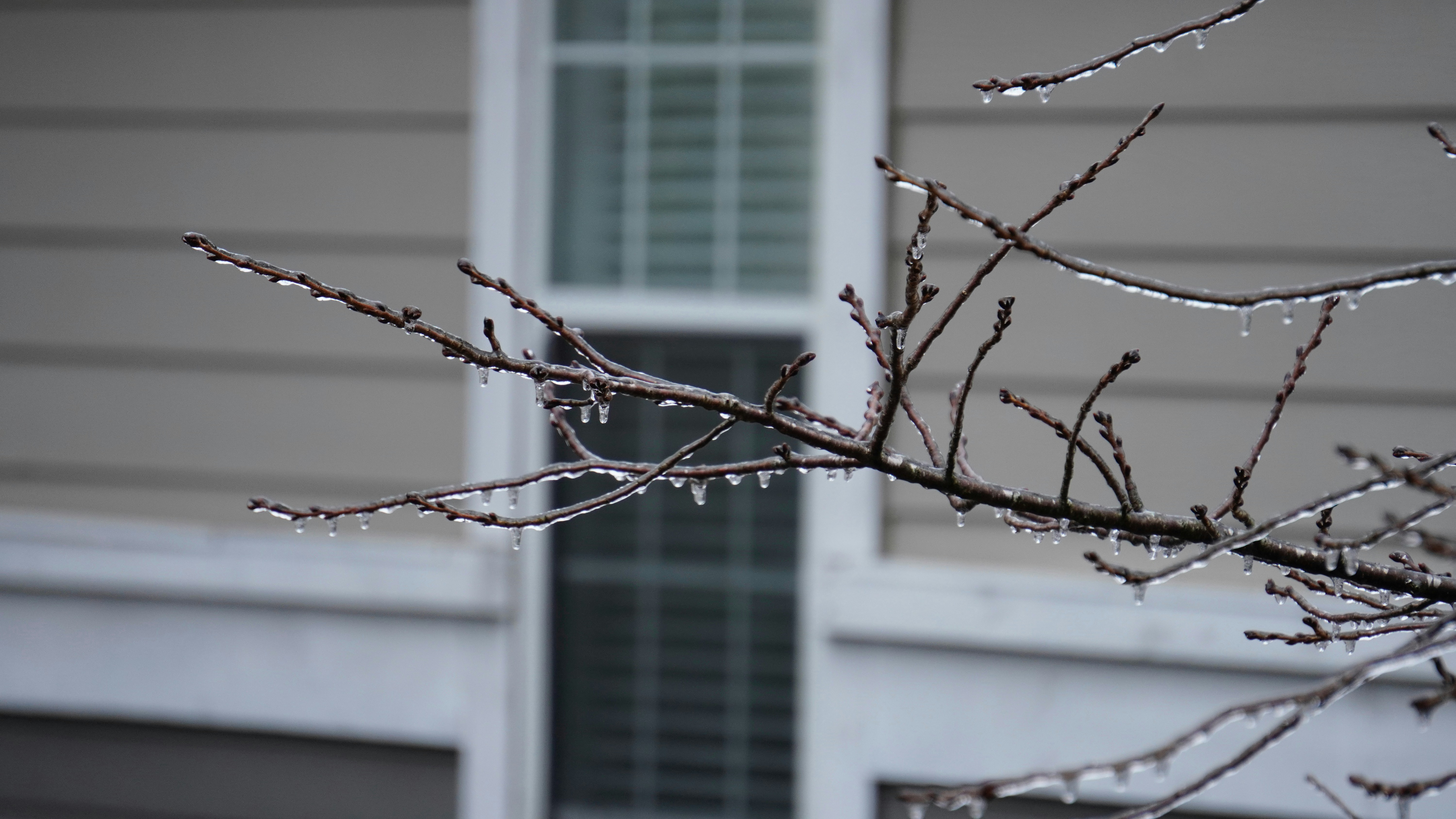 Tree branches covered in ice with a house in background
