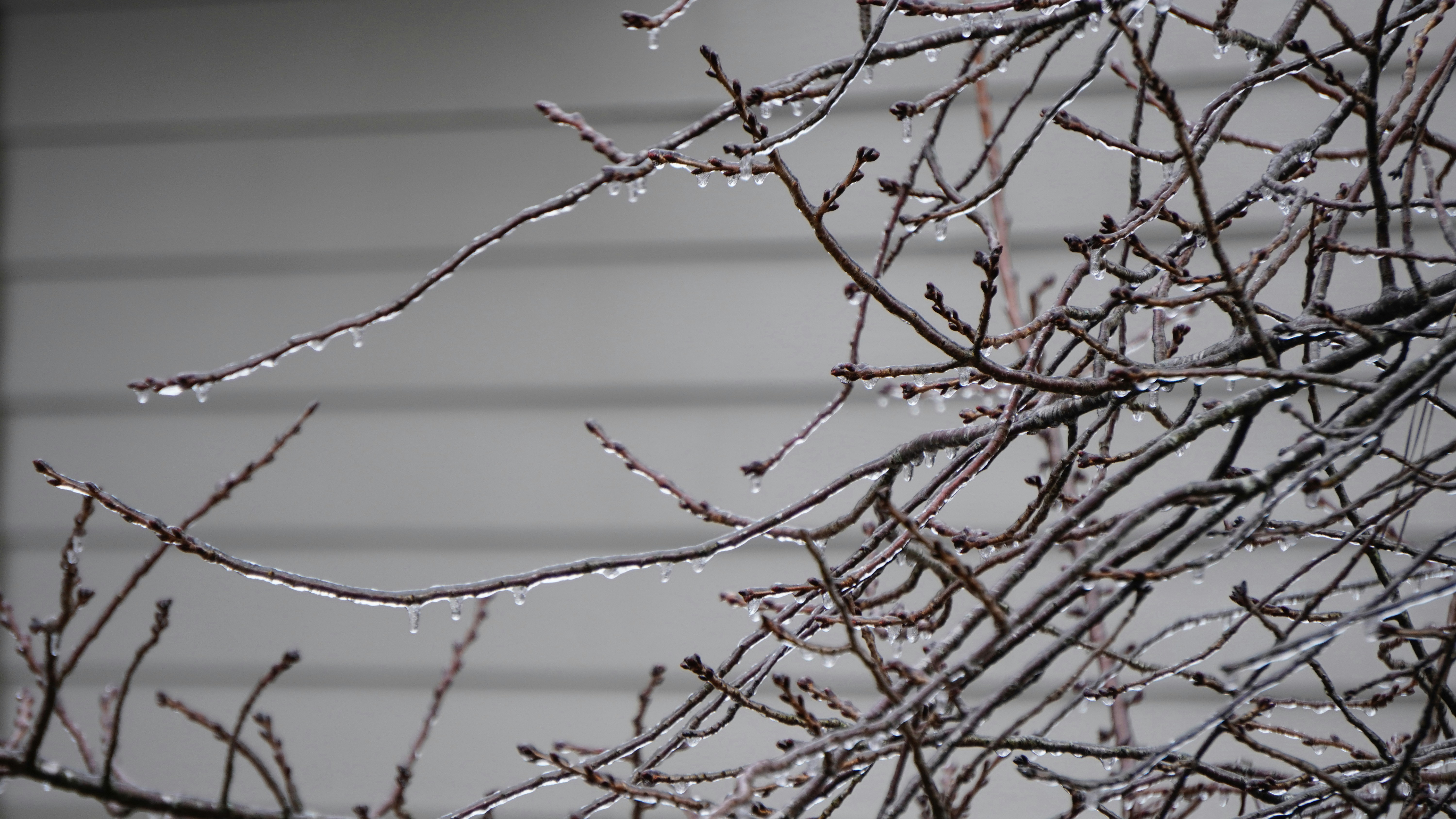 Bare branches covered in ice with a building behind