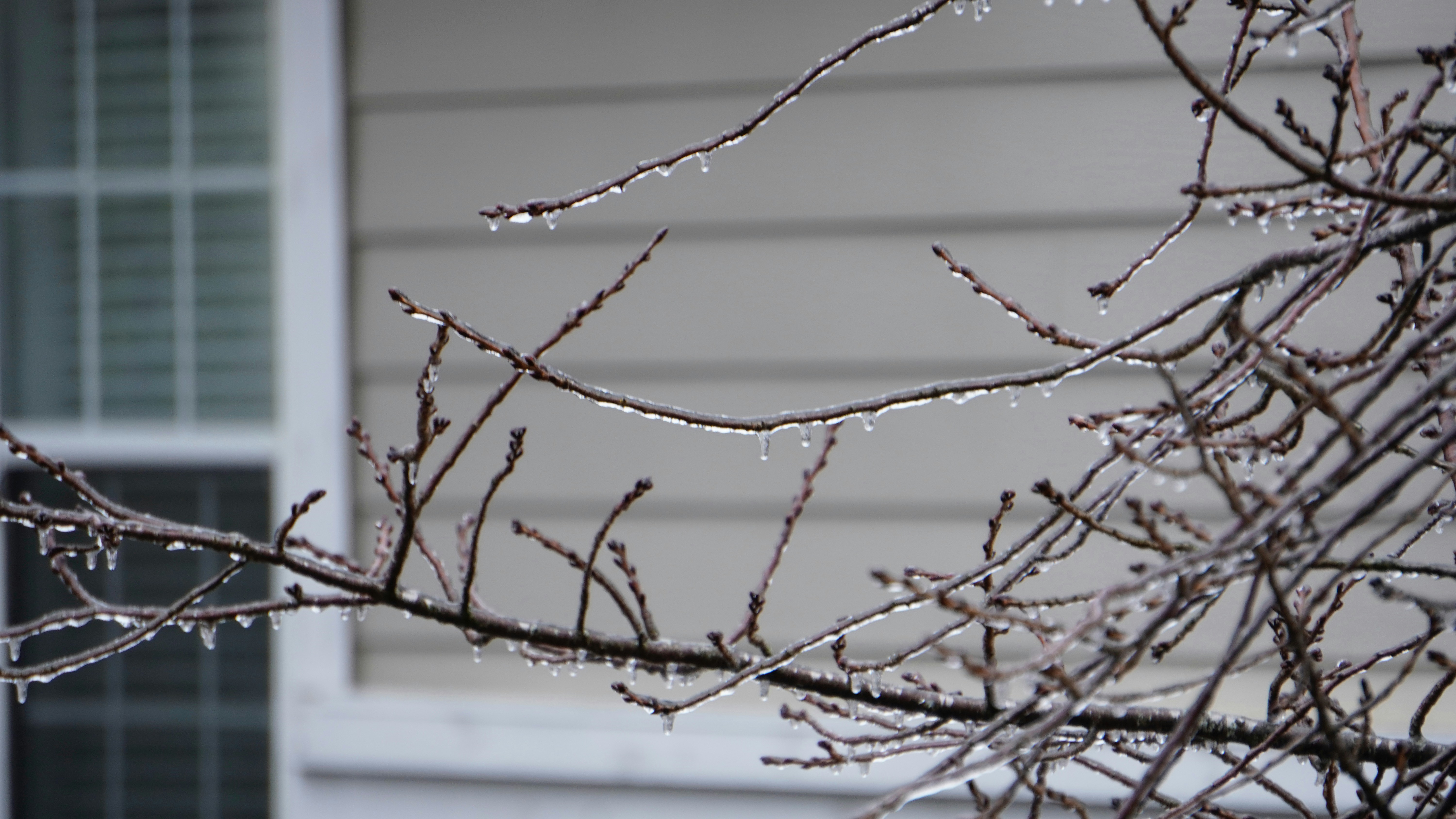 Icy tree branches in front of a house