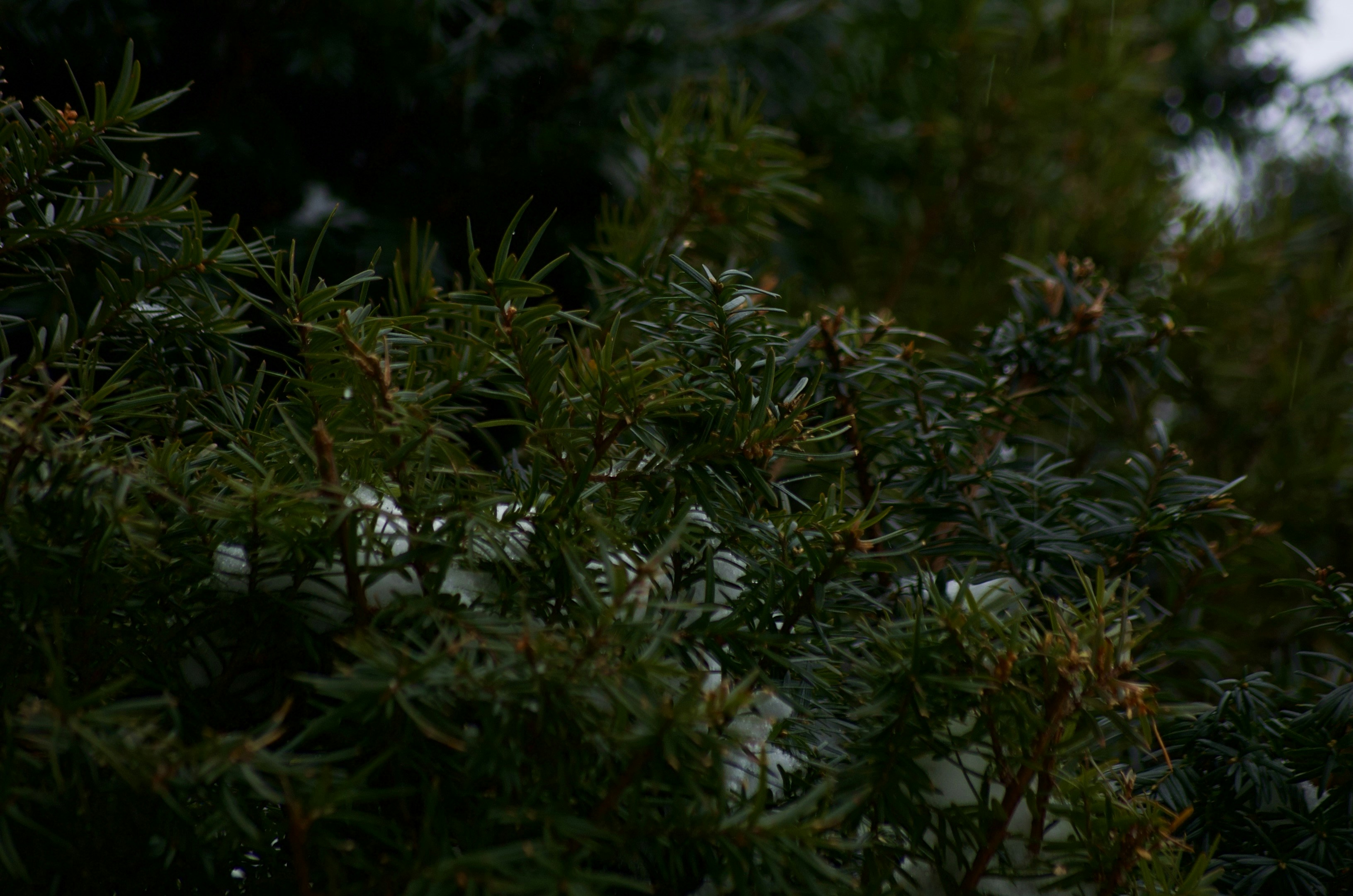 Dark green evergreen branches with small buds.