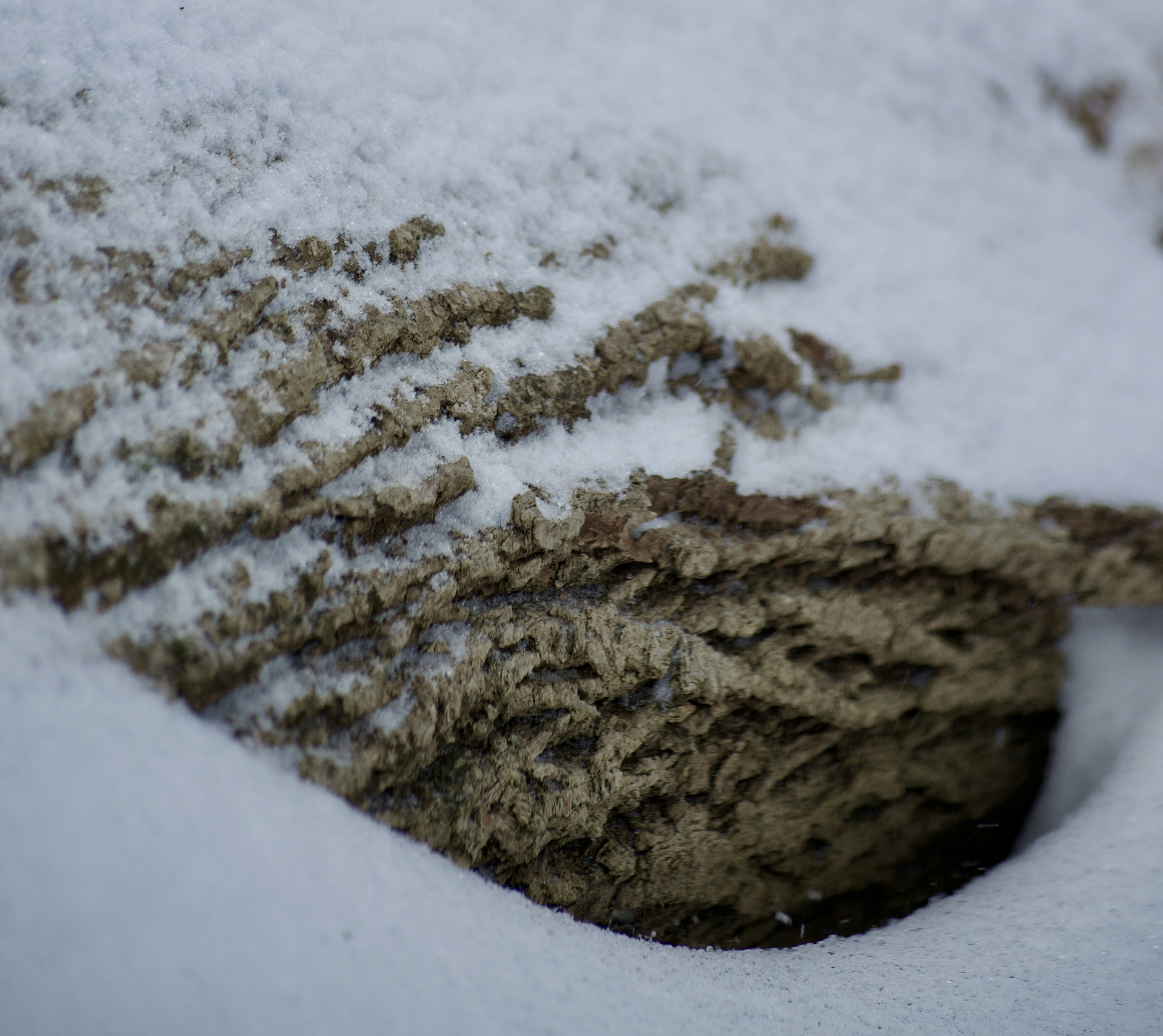 Close up of a wasp nest covered in snow.