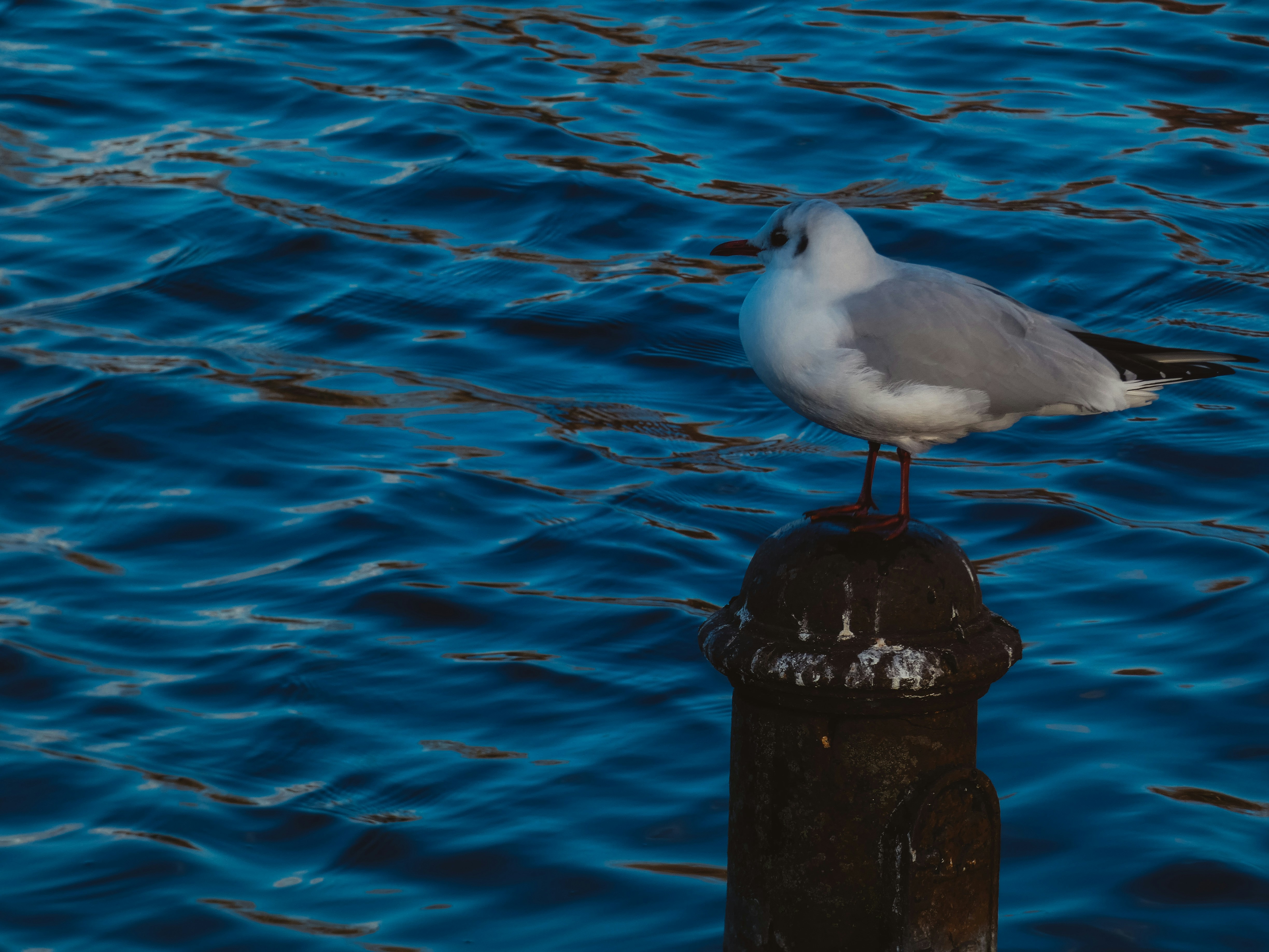 A seagull perched on a post above blue water.