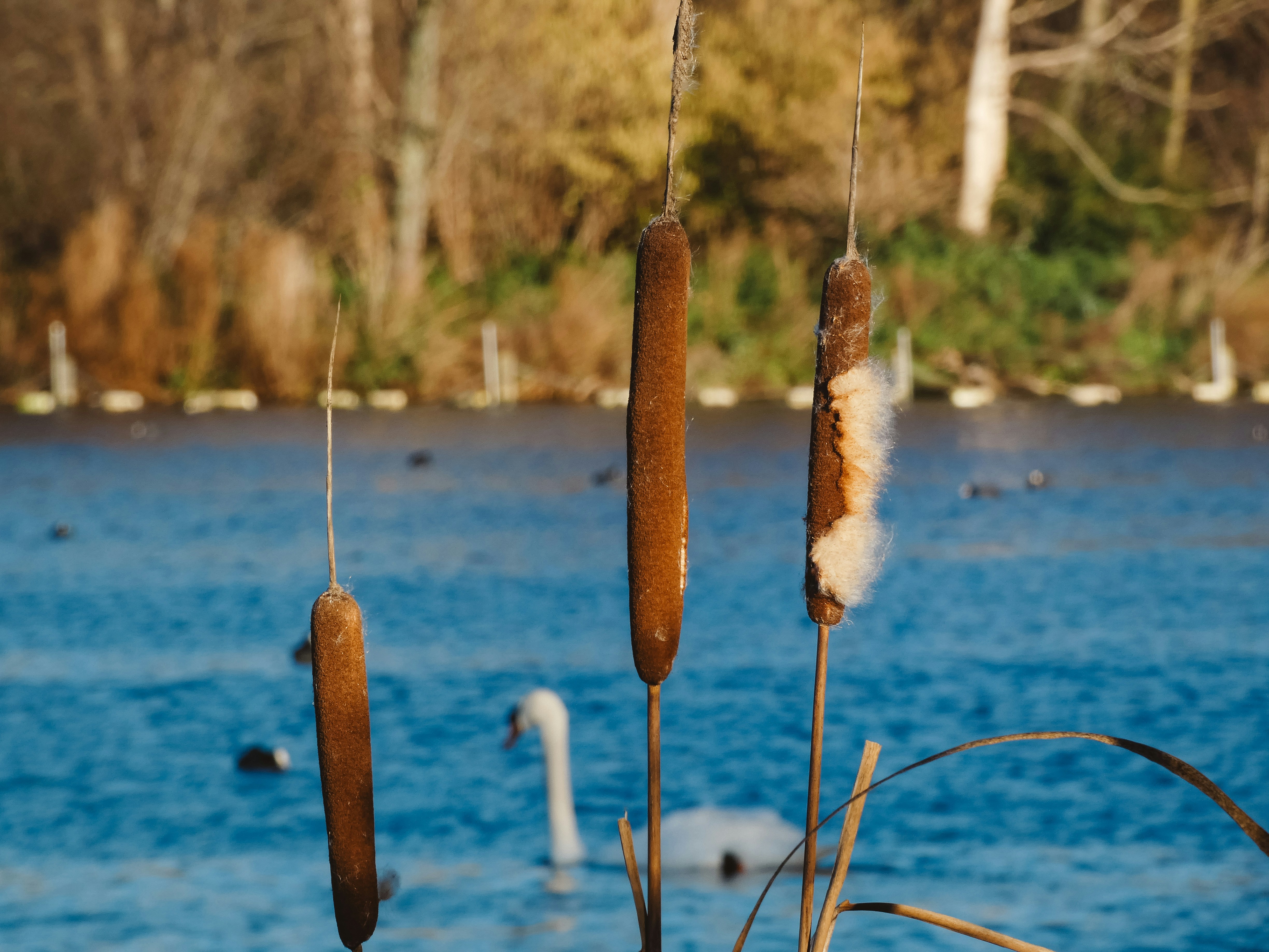 Cattails in foreground with swan on lake