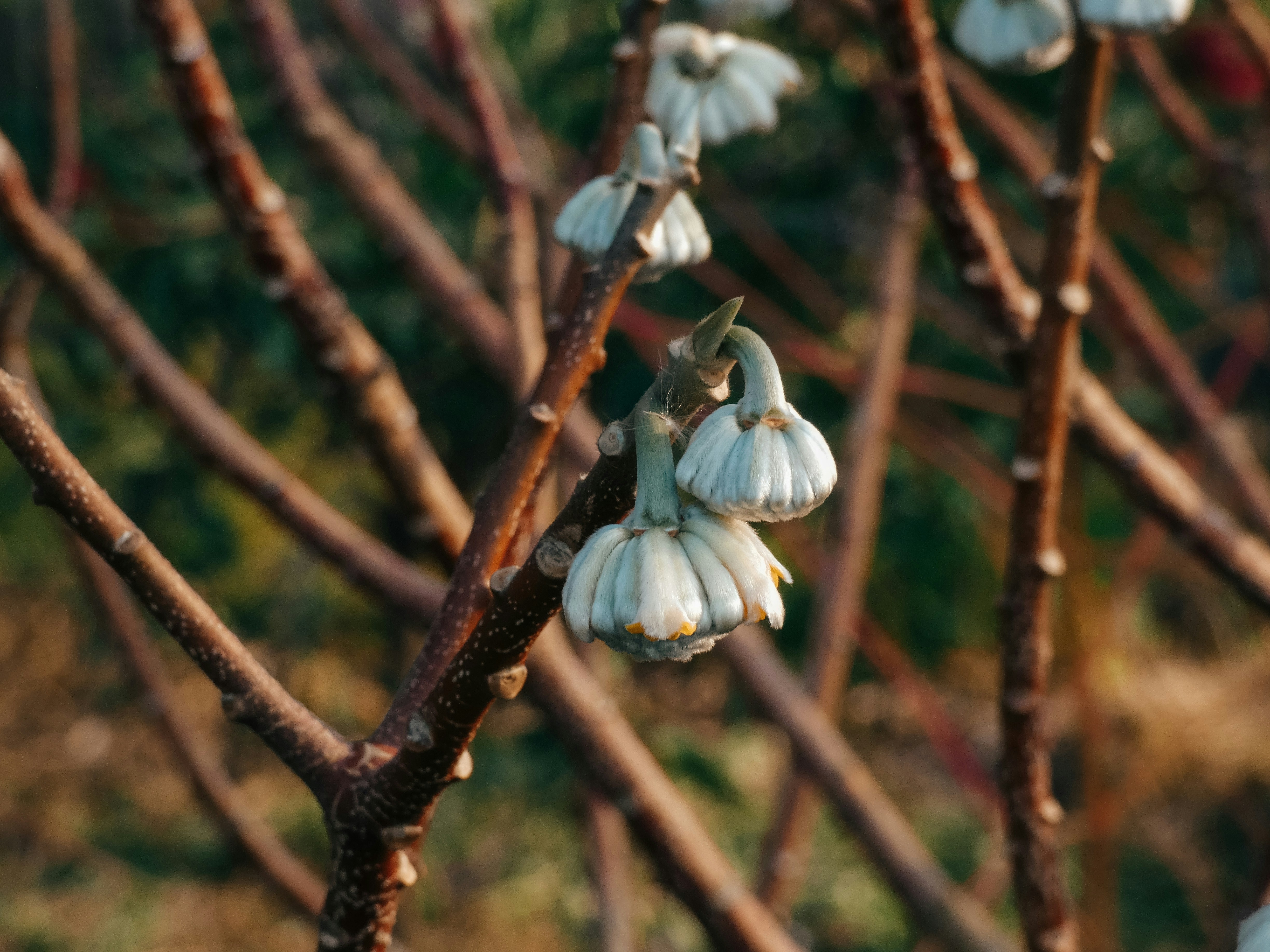 Delicate white flowers bloom on bare branches in spring.