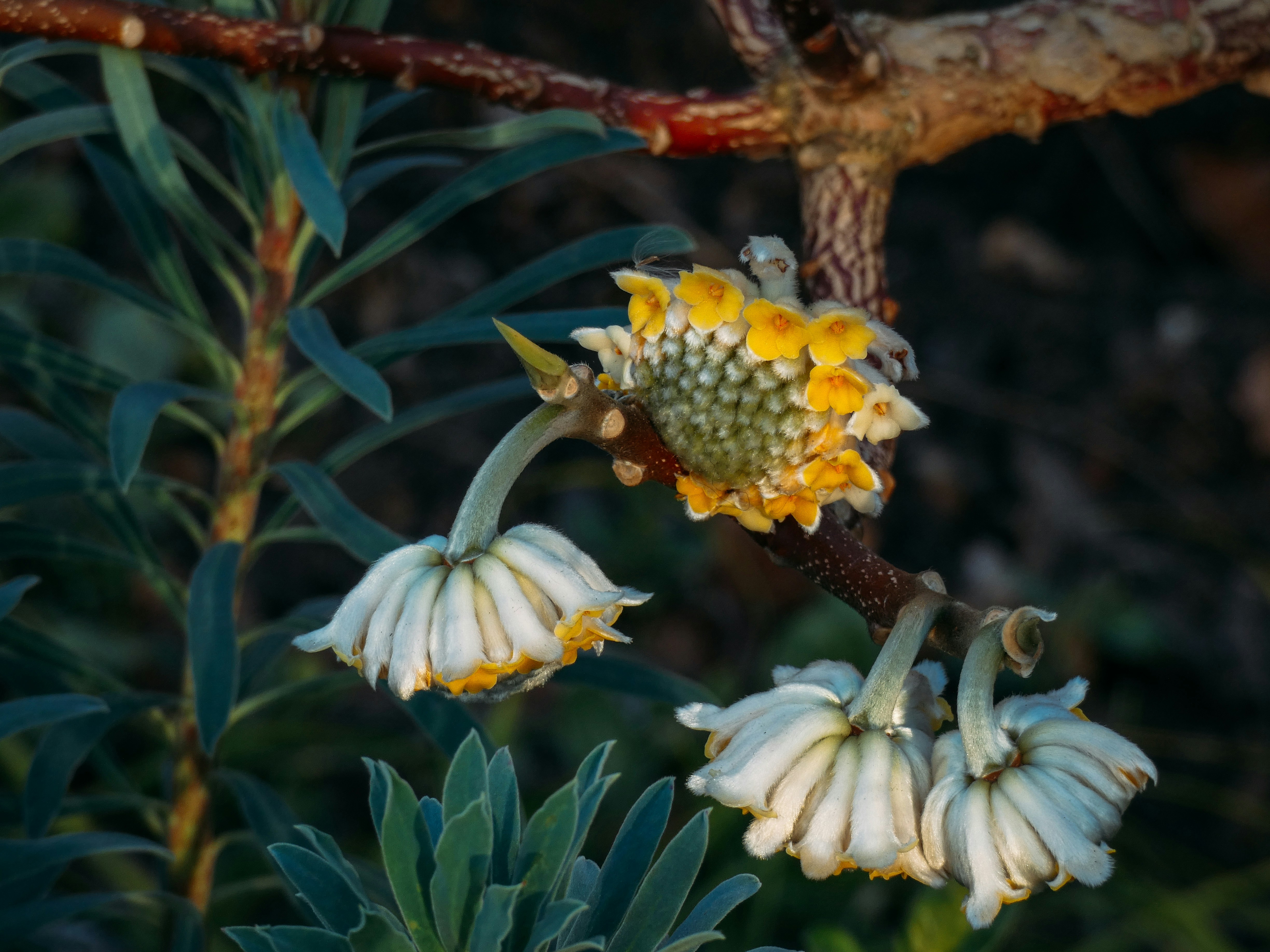 Yellow and white flowers on a tree branch