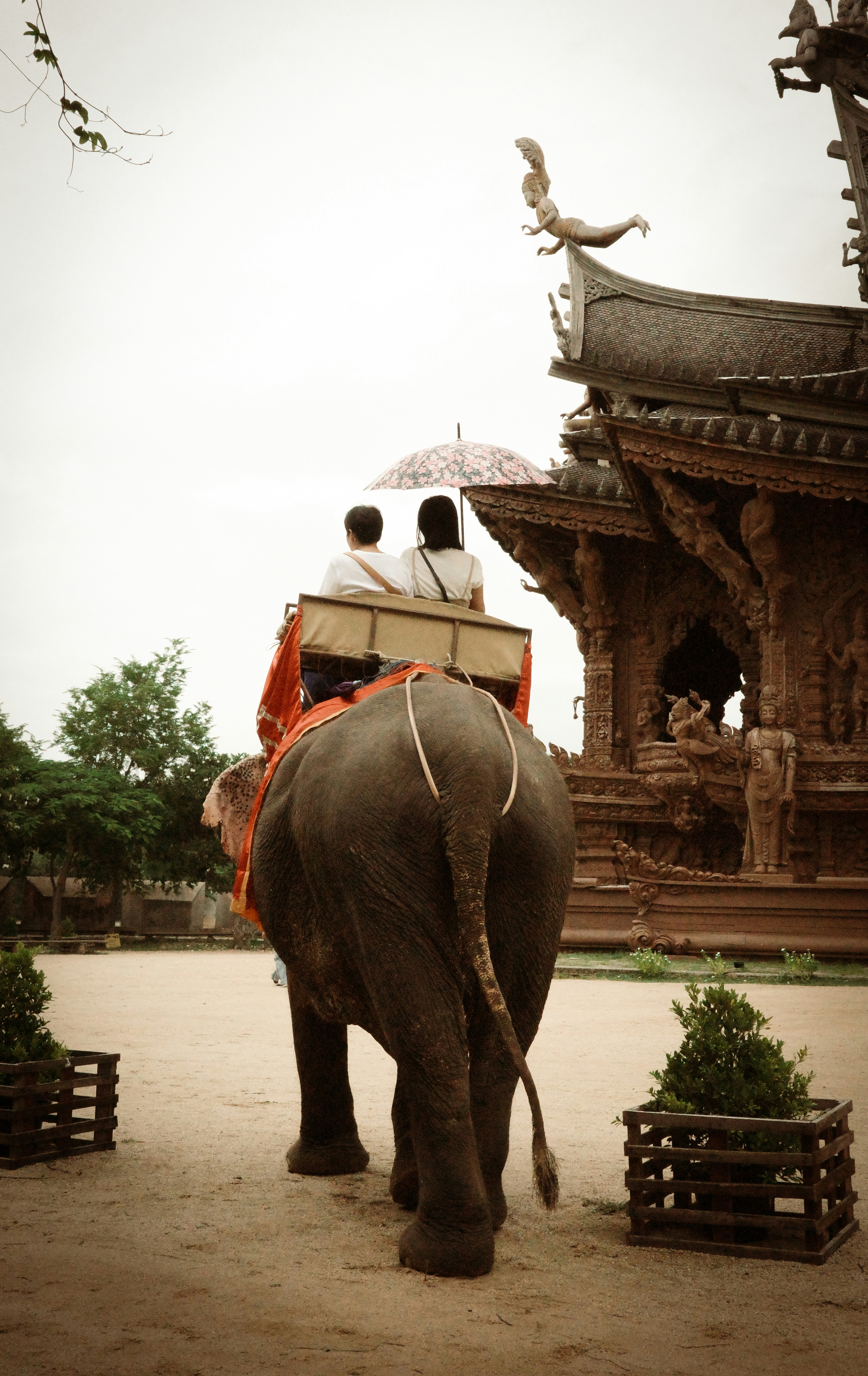 Two people ride an elephant near a wooden temple.