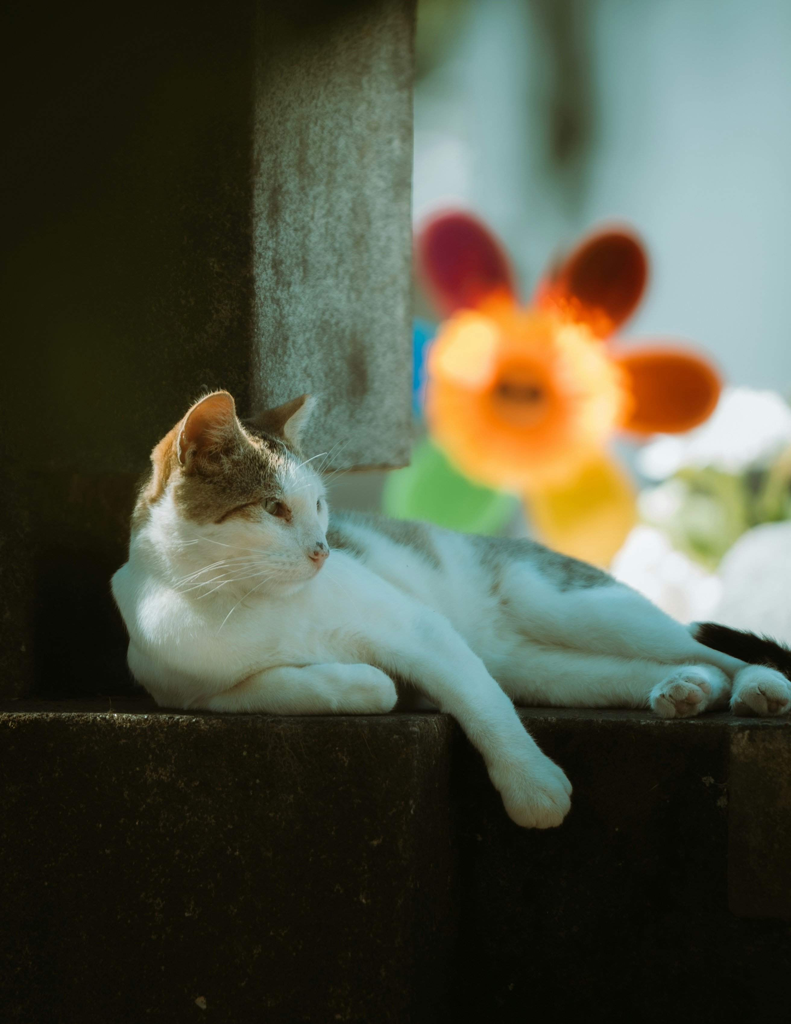 Un gatto bianco con macchie marroni riposa all'aperto.