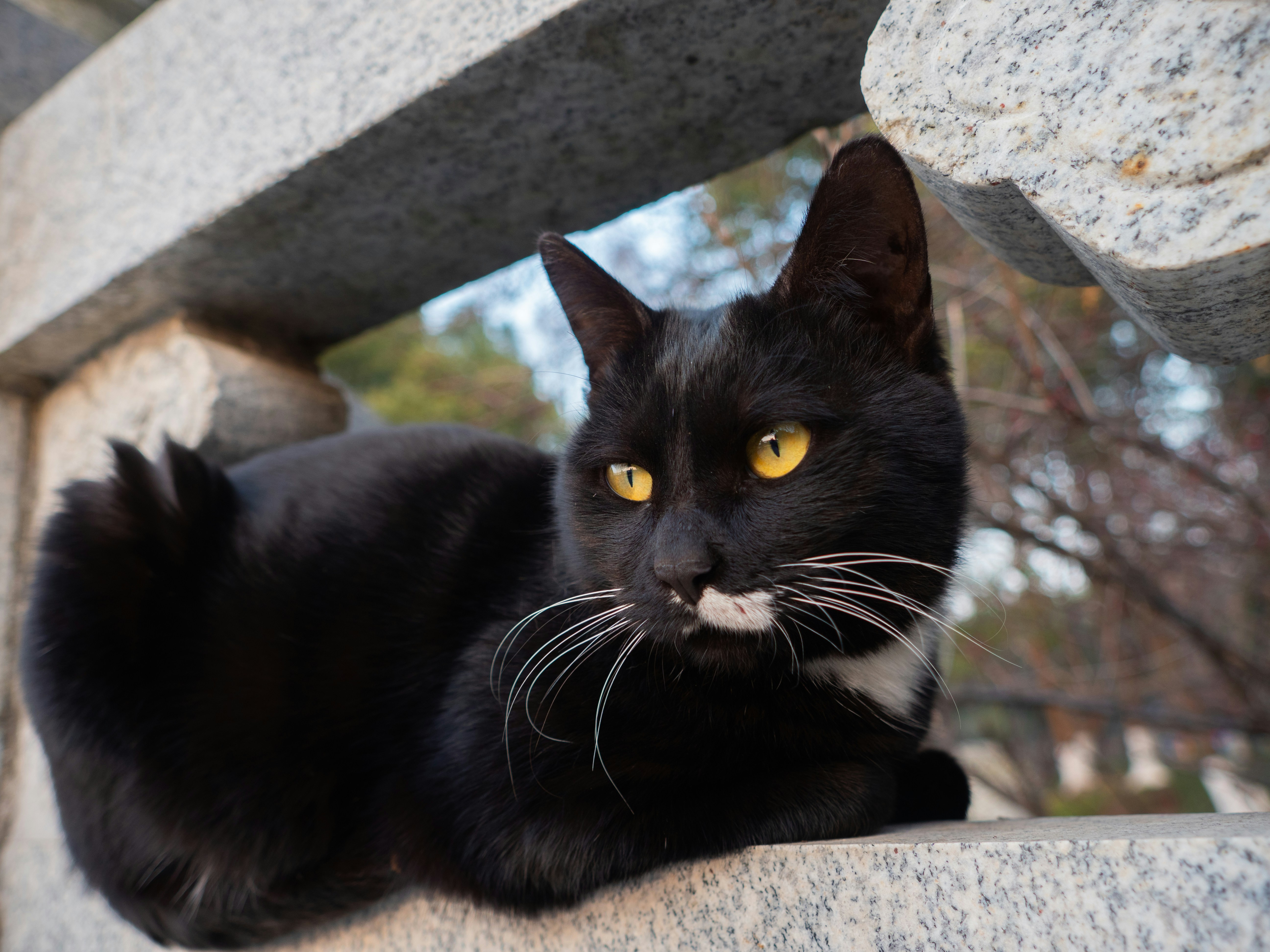Black cat with yellow eyes on stone ledge