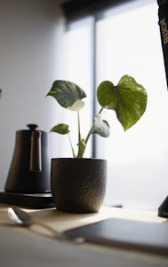 A potted plant with variegated leaves sits on a desk.