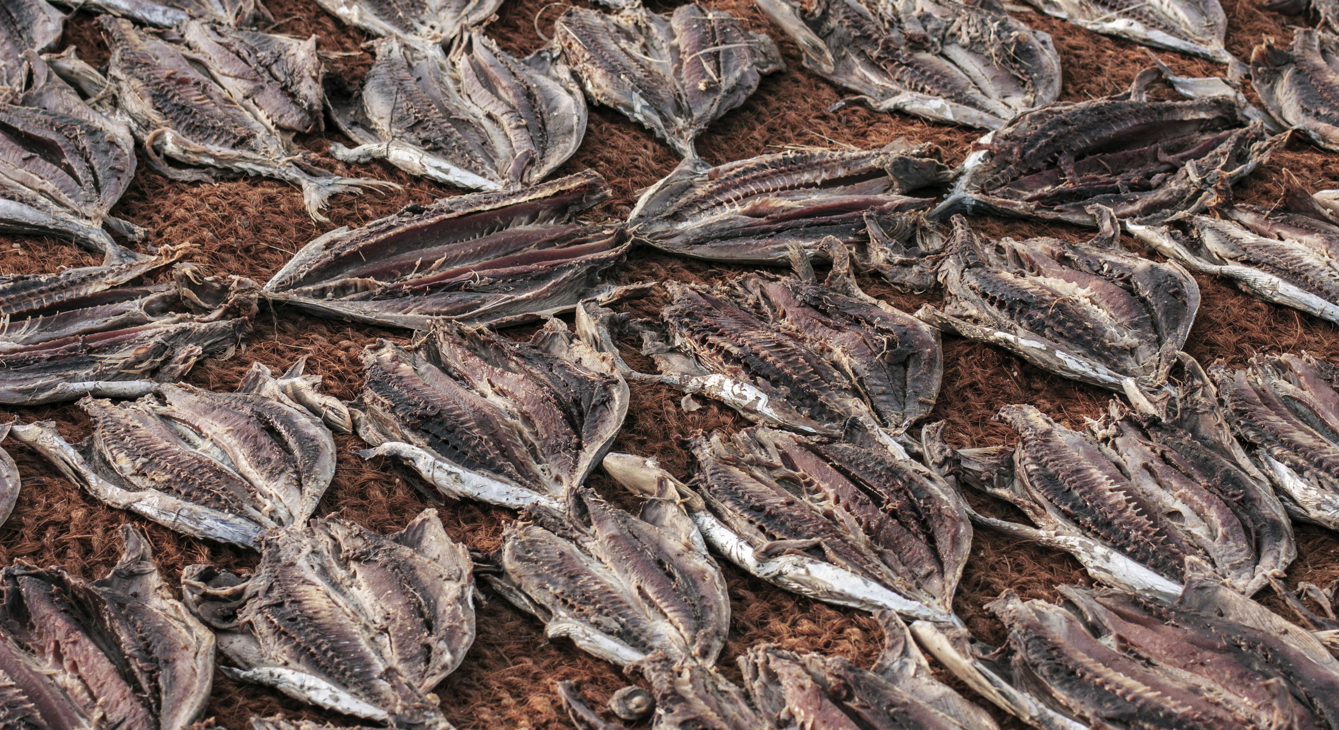 Many dried fish laid out on a mat.