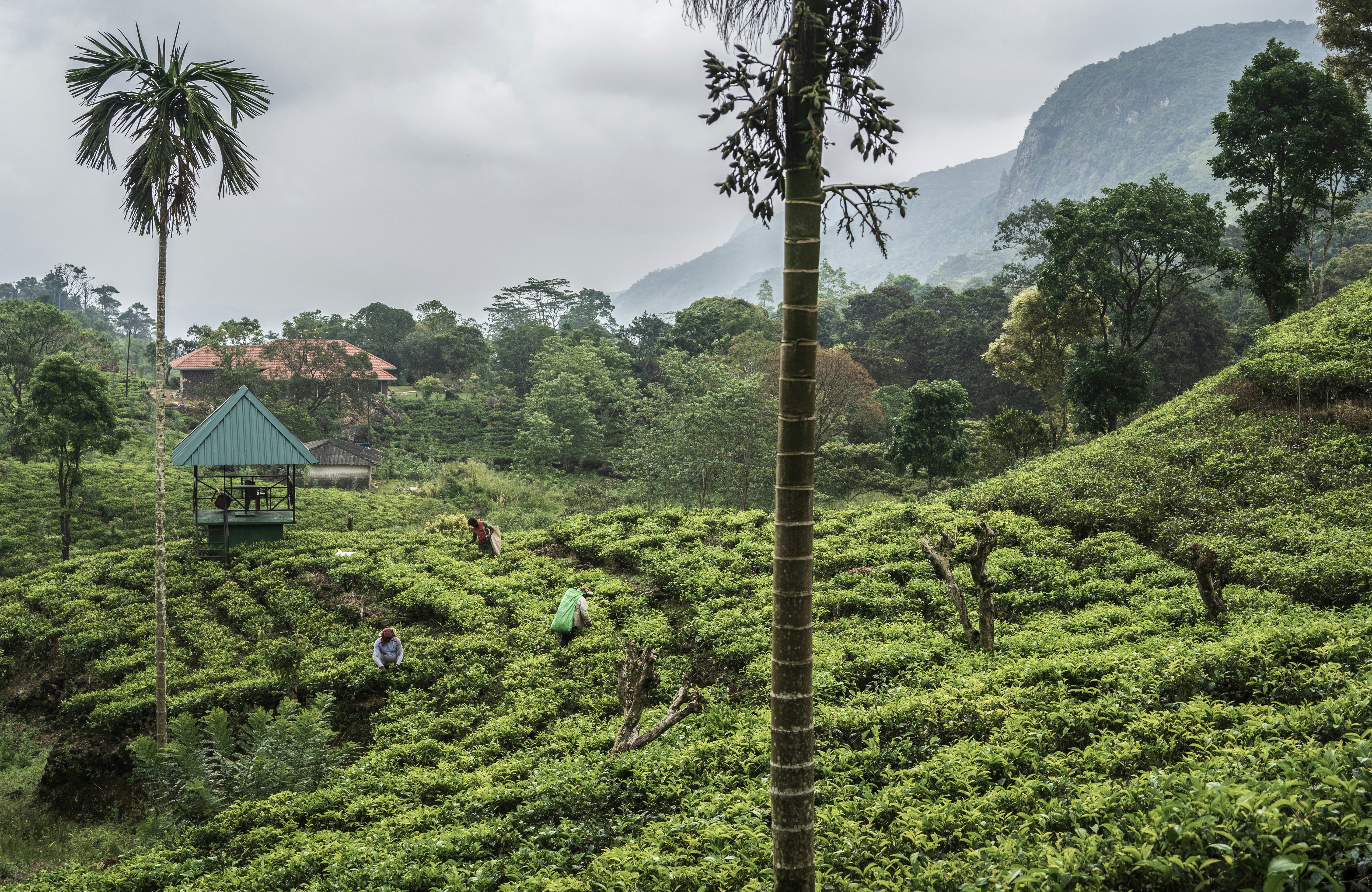 Tea plantation with distant mountains and cloudy sky