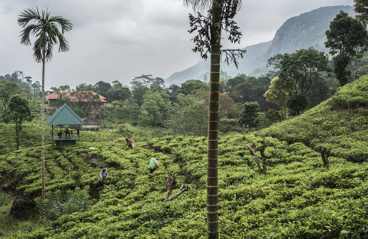 A misty boutique resort nestled in tea plantations