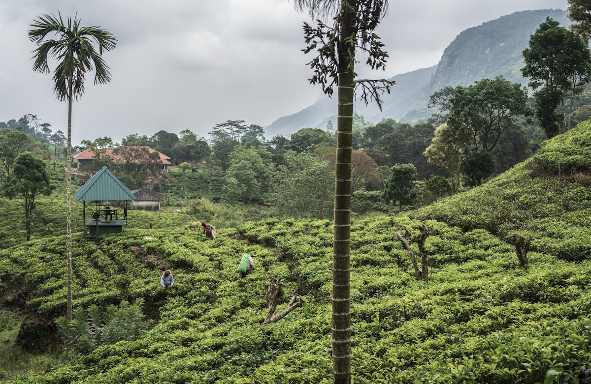 Tea plantation with distant mountains and cloudy sky