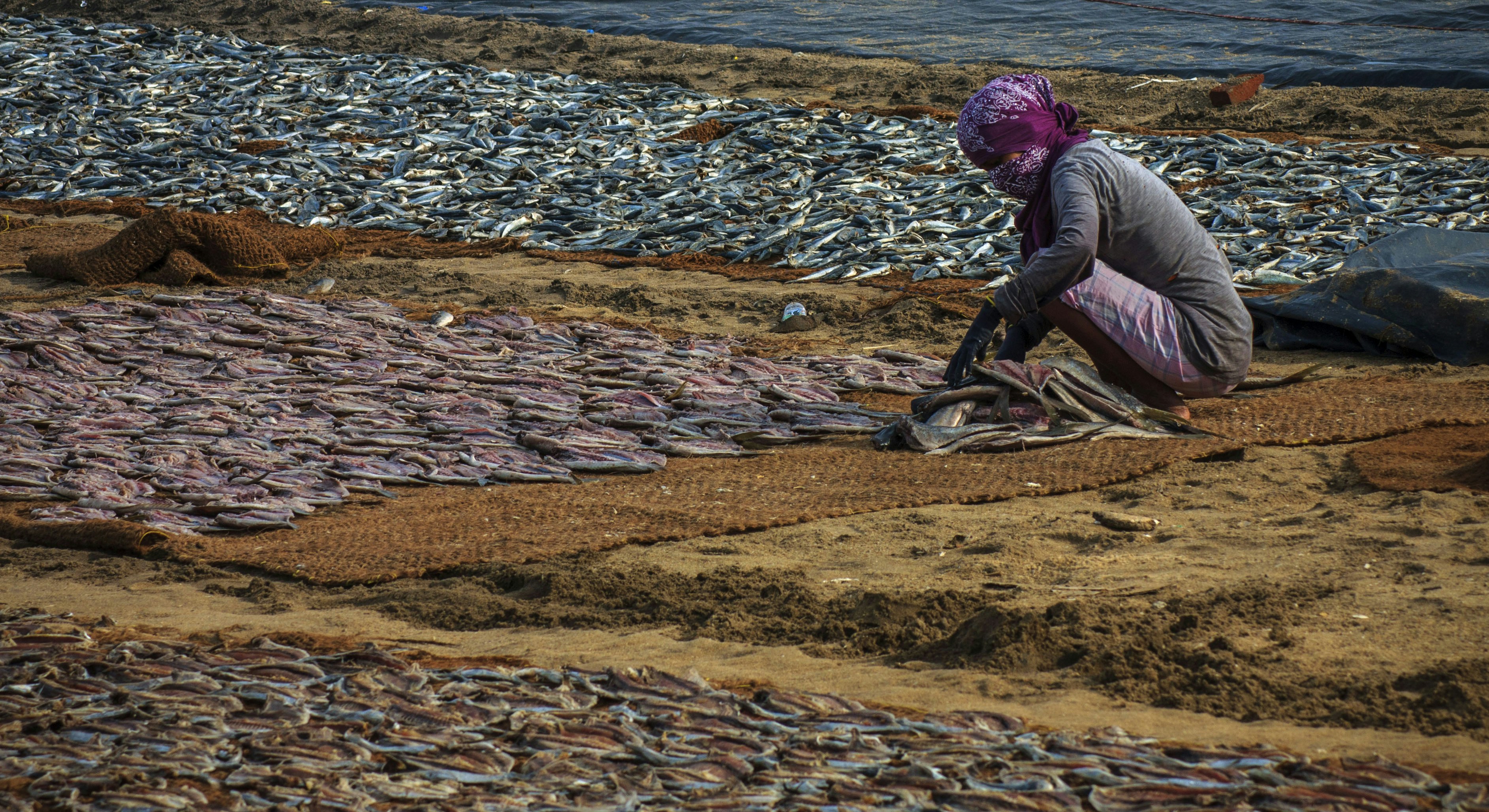 Woman drying fish on a beach