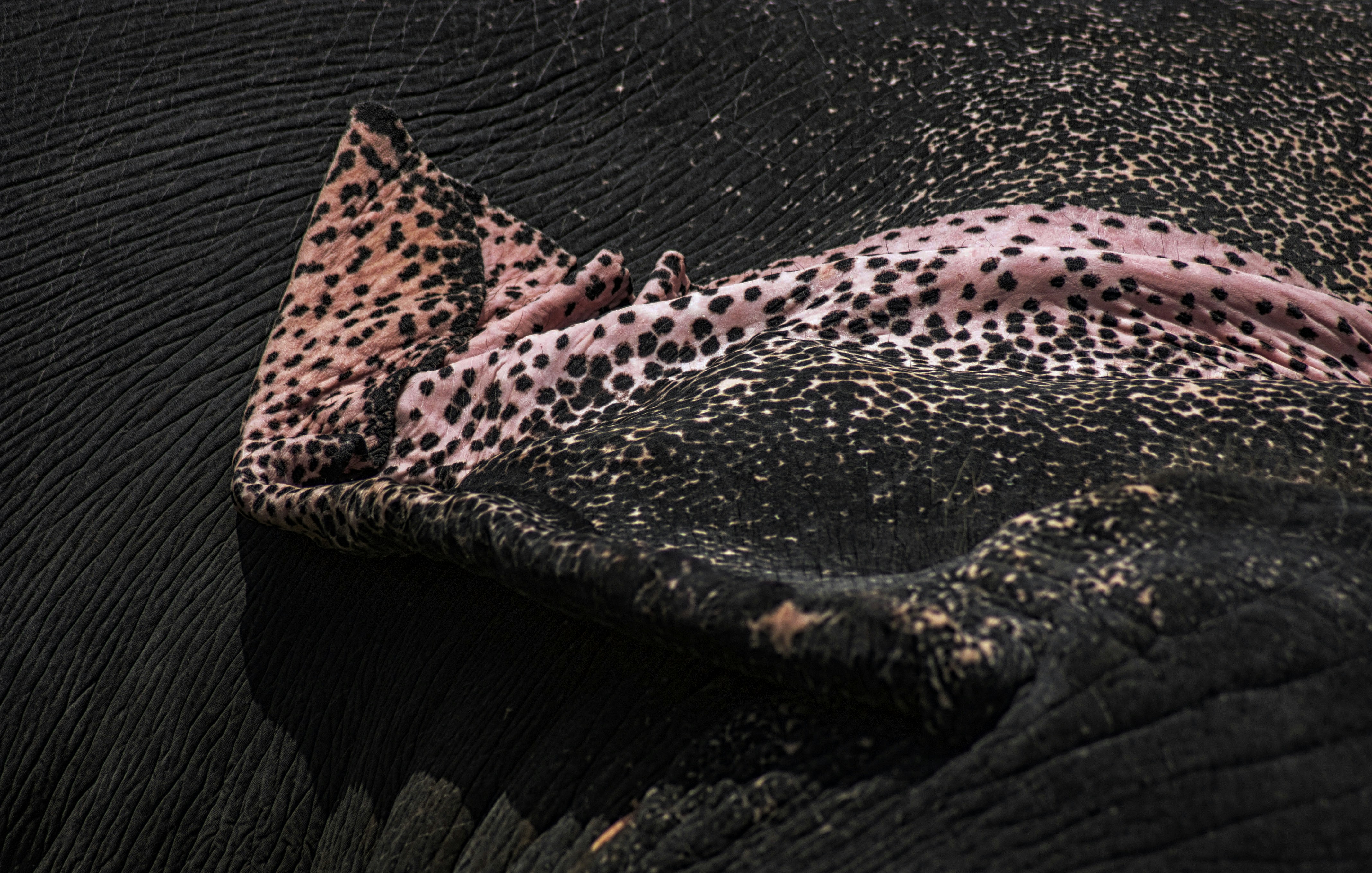 Close-up of an elephant's head with water droplets