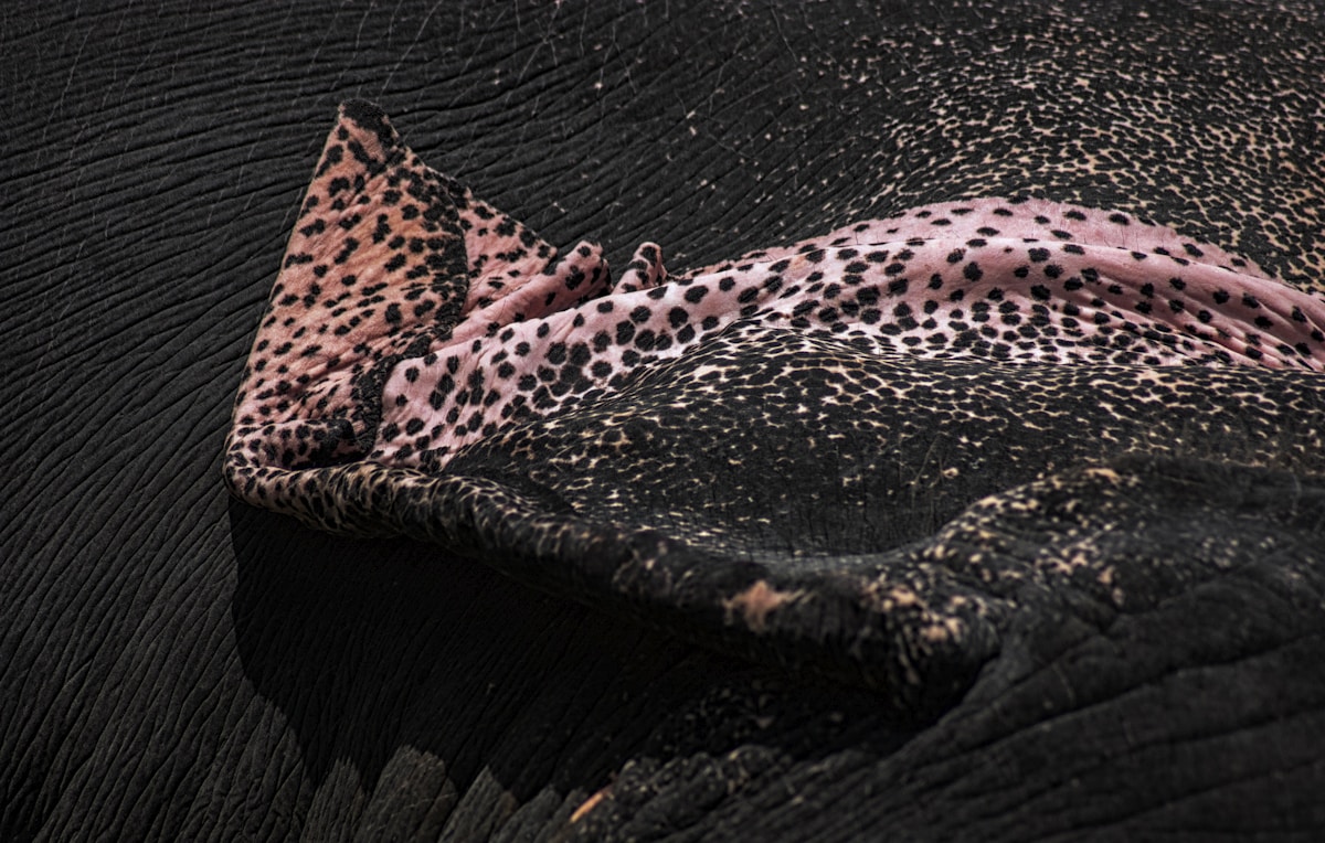 Korean Lip Sleeping Mask vs Lip Balm: Which Do You Need?