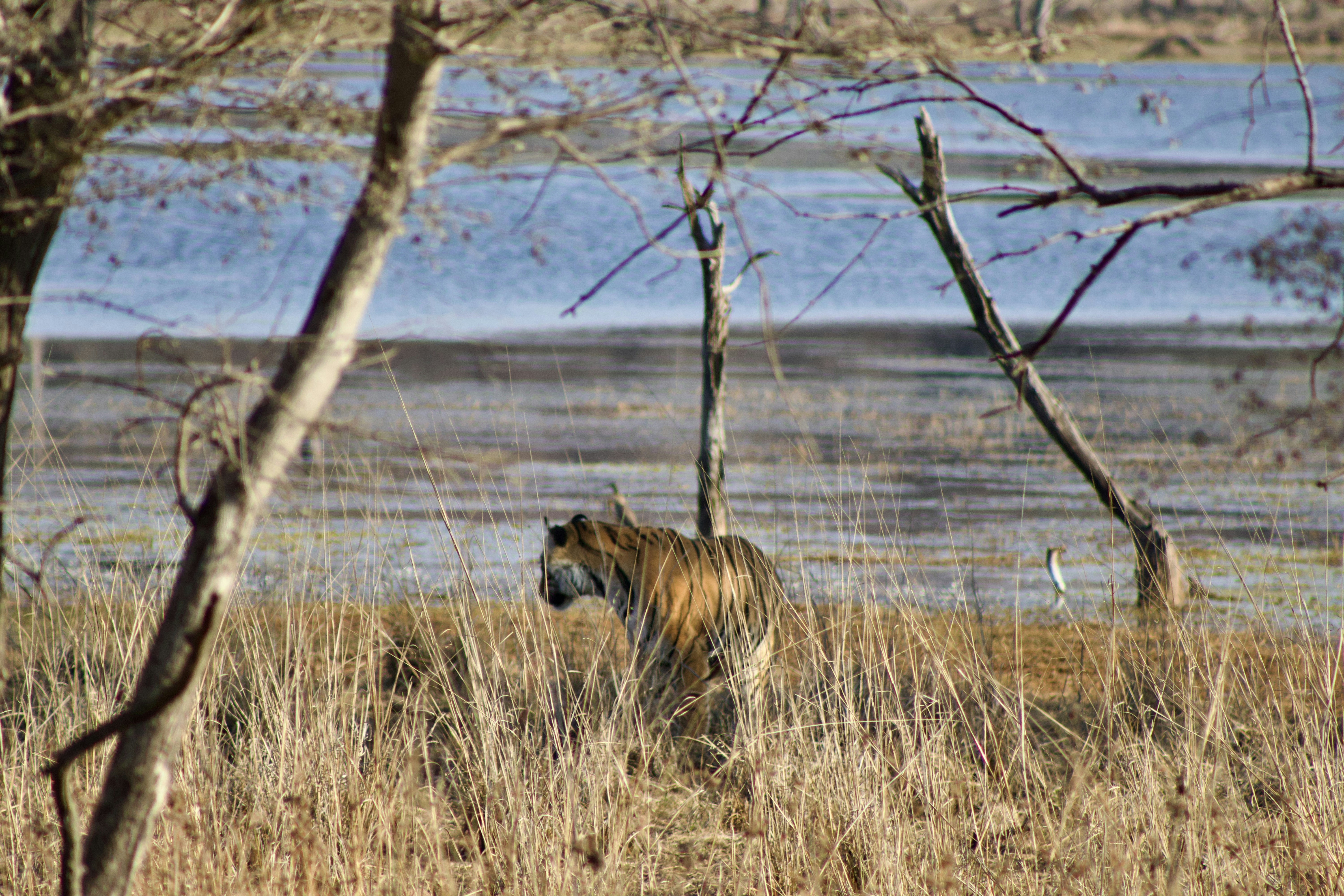 A tiger walks through tall grass near water.