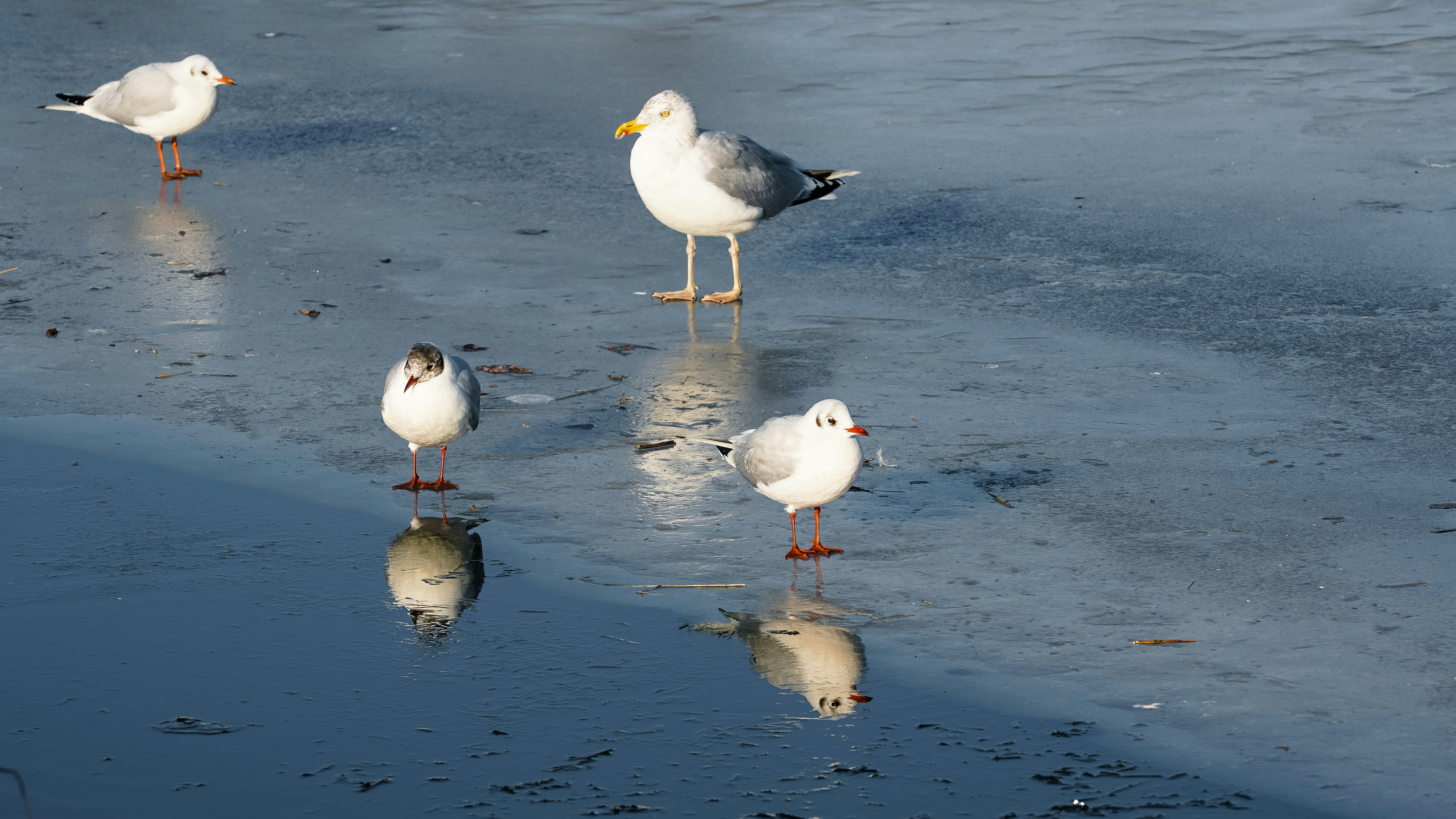 Photo by hamburgmeinefreundin