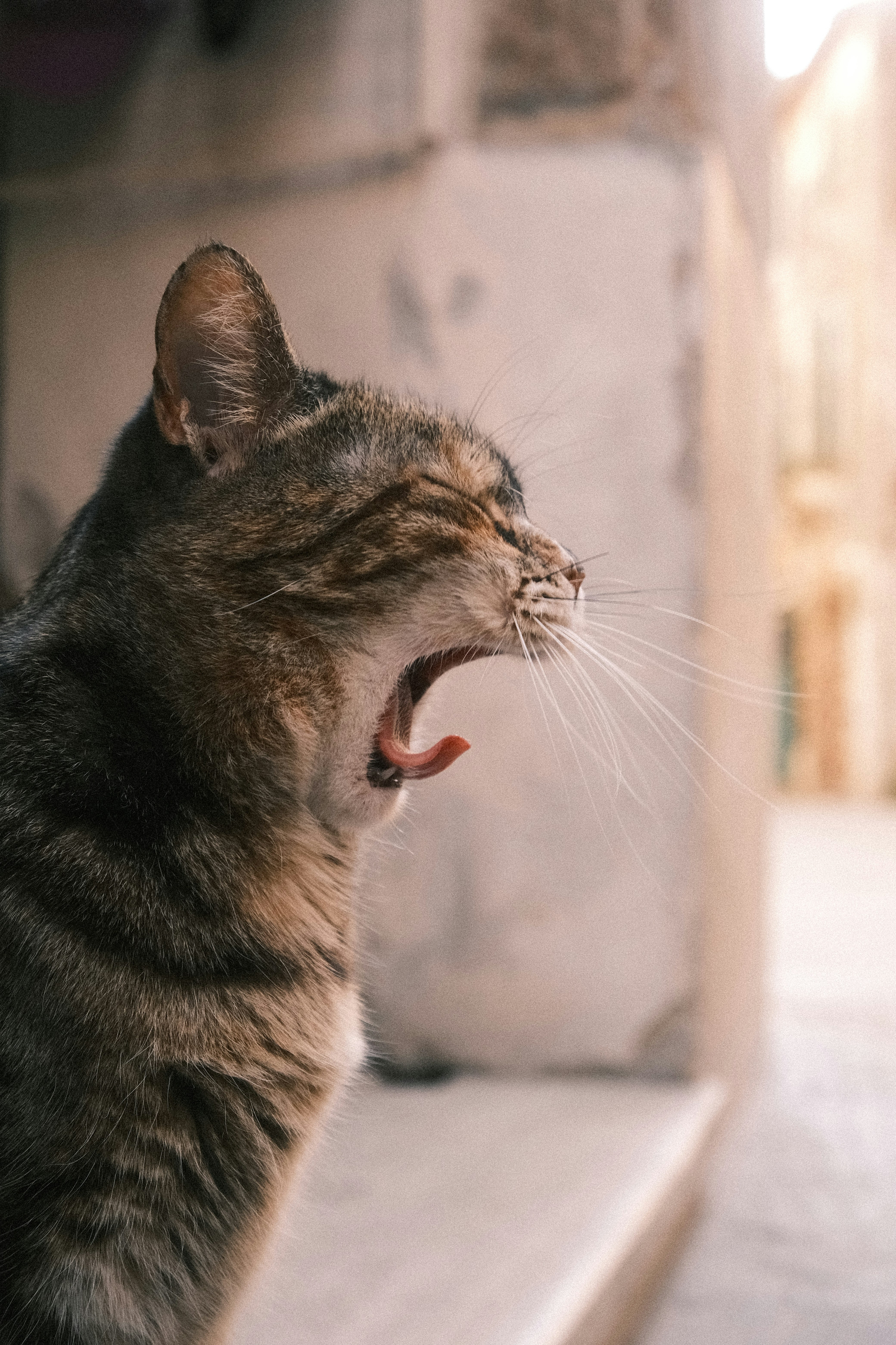 A tabby cat yawns widely outdoors