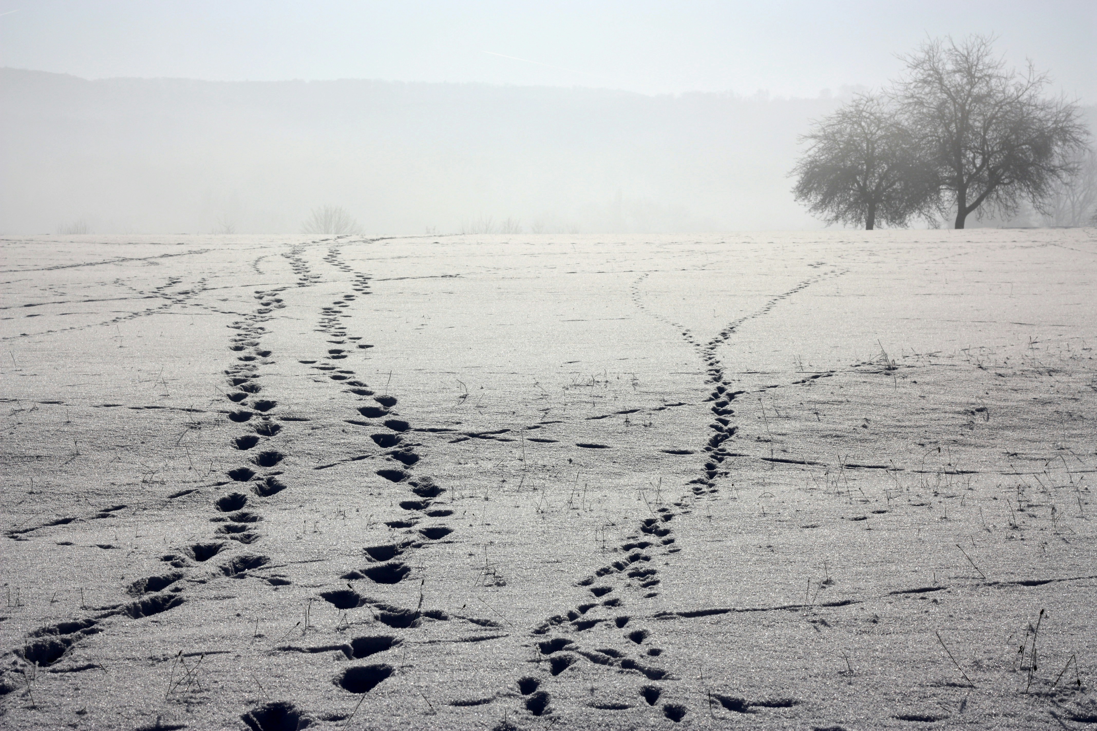 Footprints in the snow leading to a lone tree.
