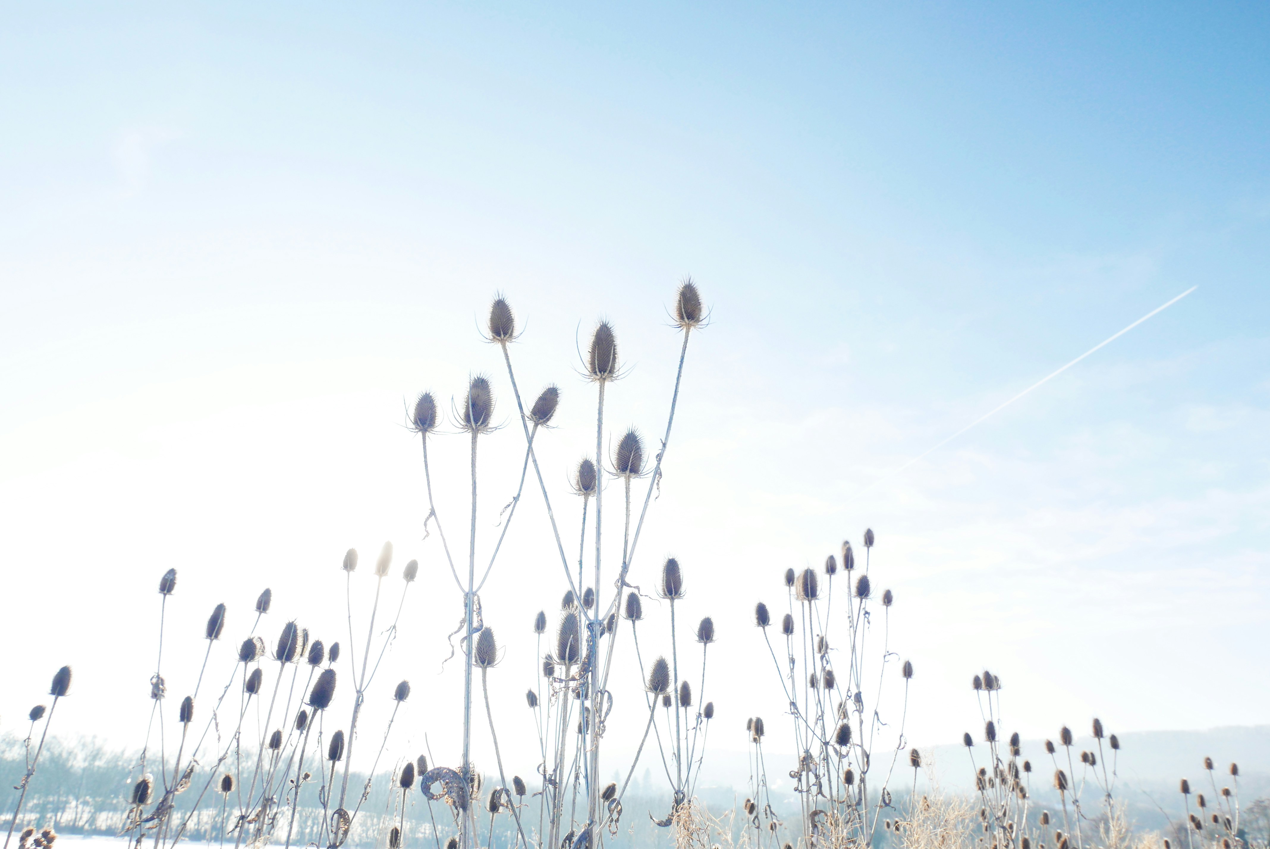 Dry seed heads silhouetted against a bright blue sky