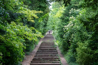Stone staircase leading up through a lush green forest.