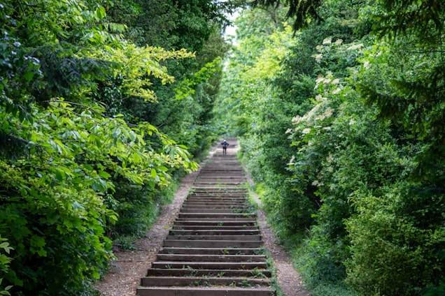 Stone staircase leading up through a lush green forest.