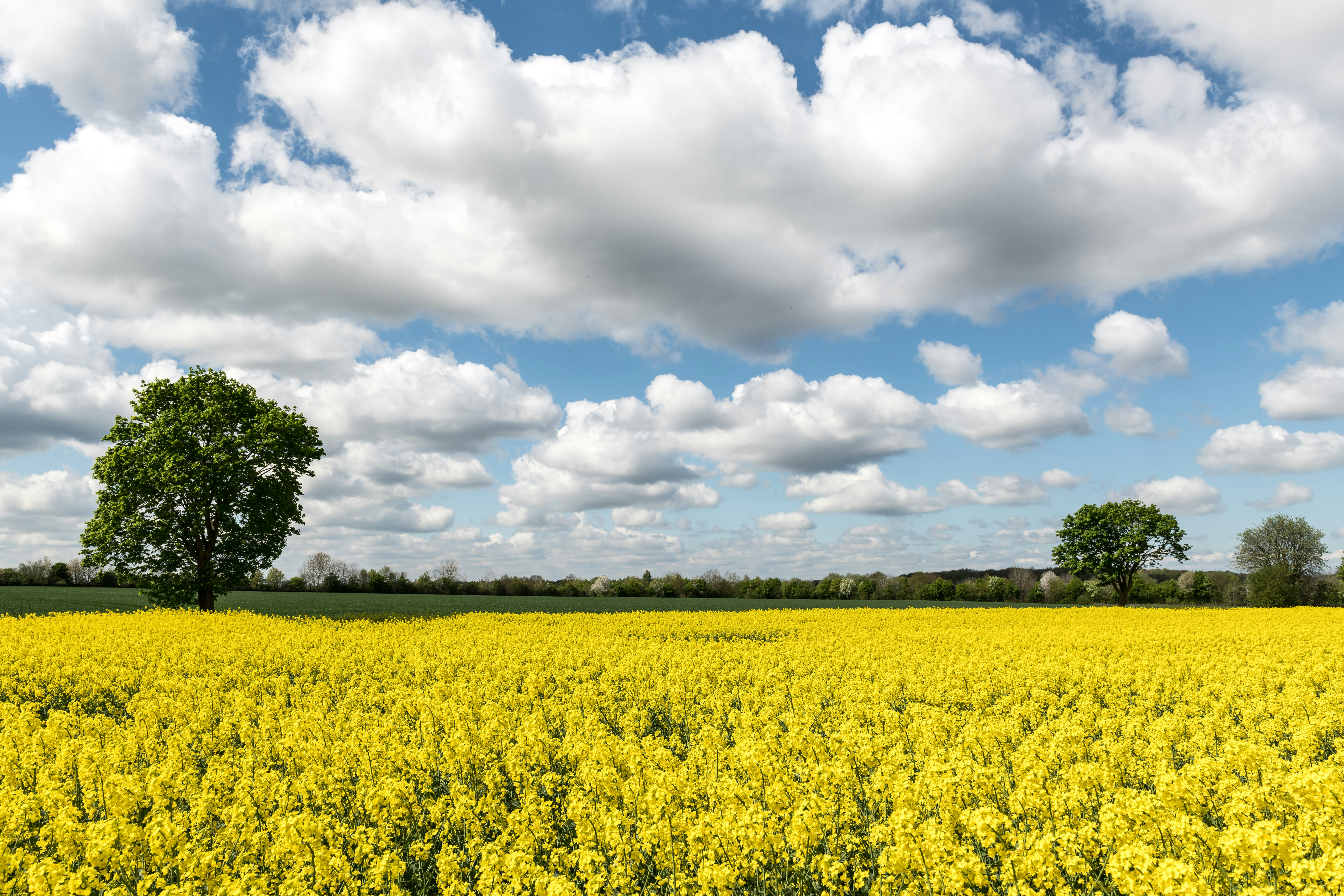 Field of yellow flowers under a cloudy blue sky.